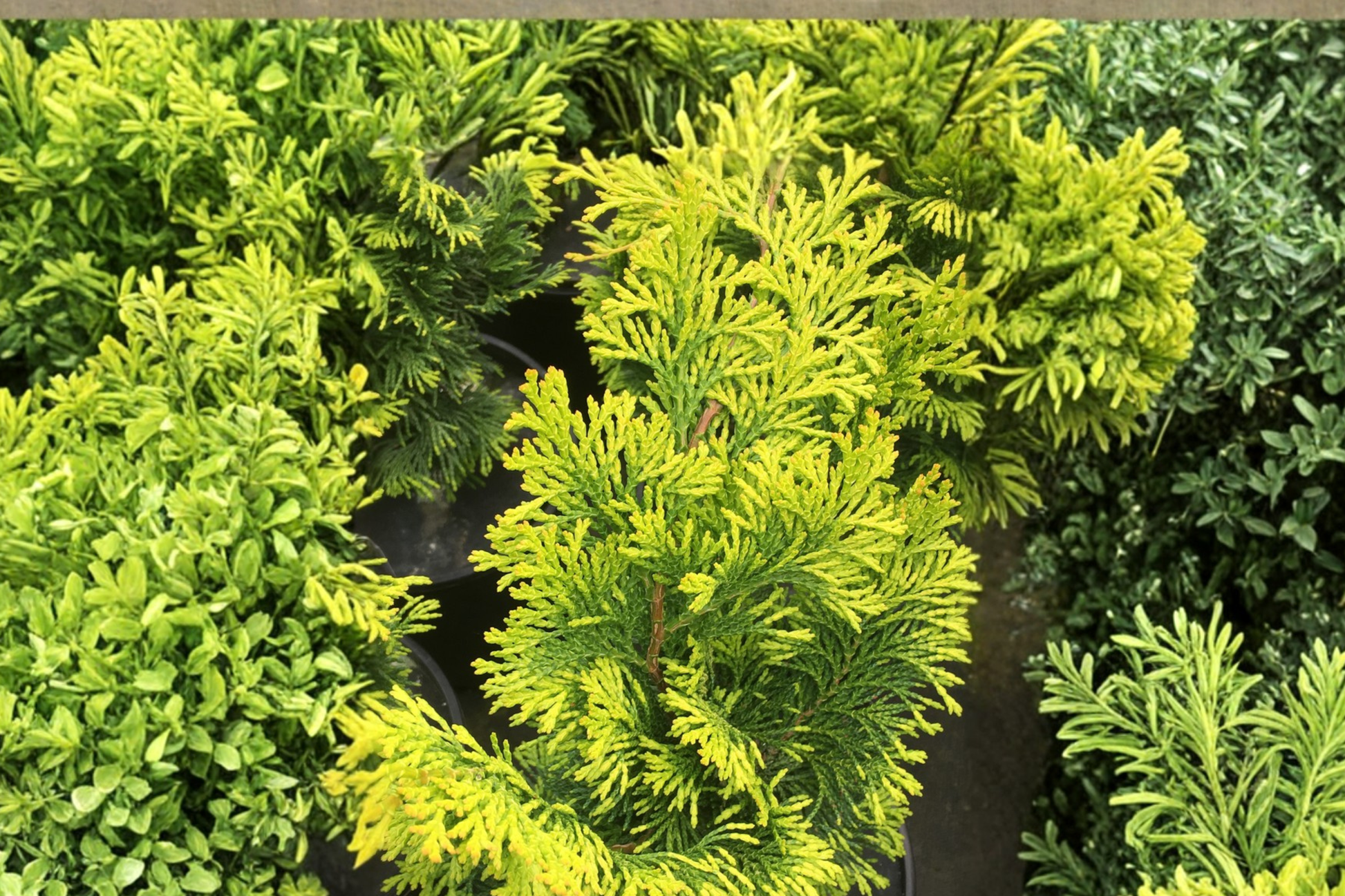 Golden Fastigiata Hinoki Cypress Live Plant 4-Inch Pot Narrow Evergreen Conifer for Landscape Garden Tree