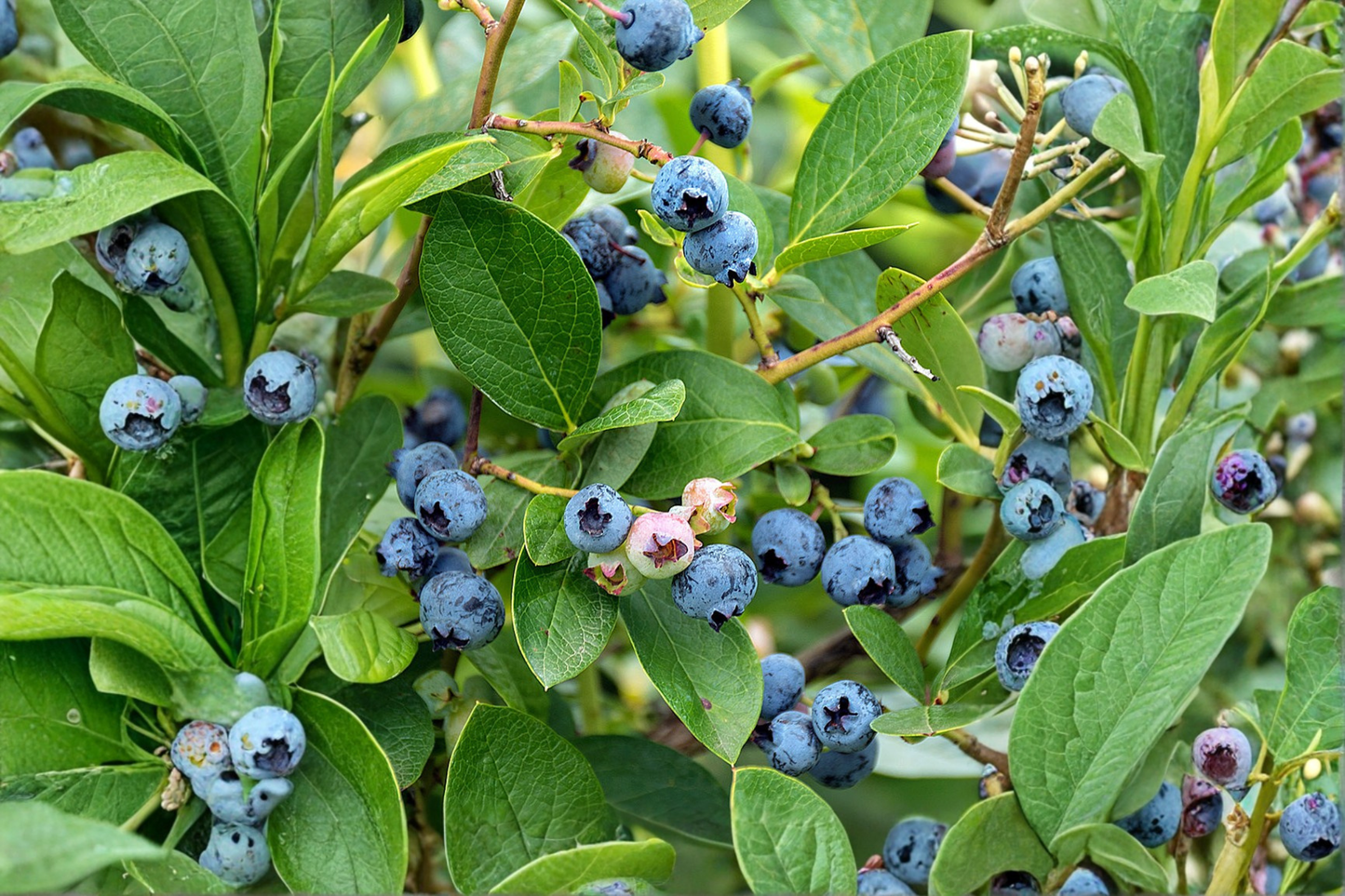 Climax Blueberry Bush Live Plant 1-3 Ft Rabbiteye Vaccinium ashei Fruit Producing Shrub