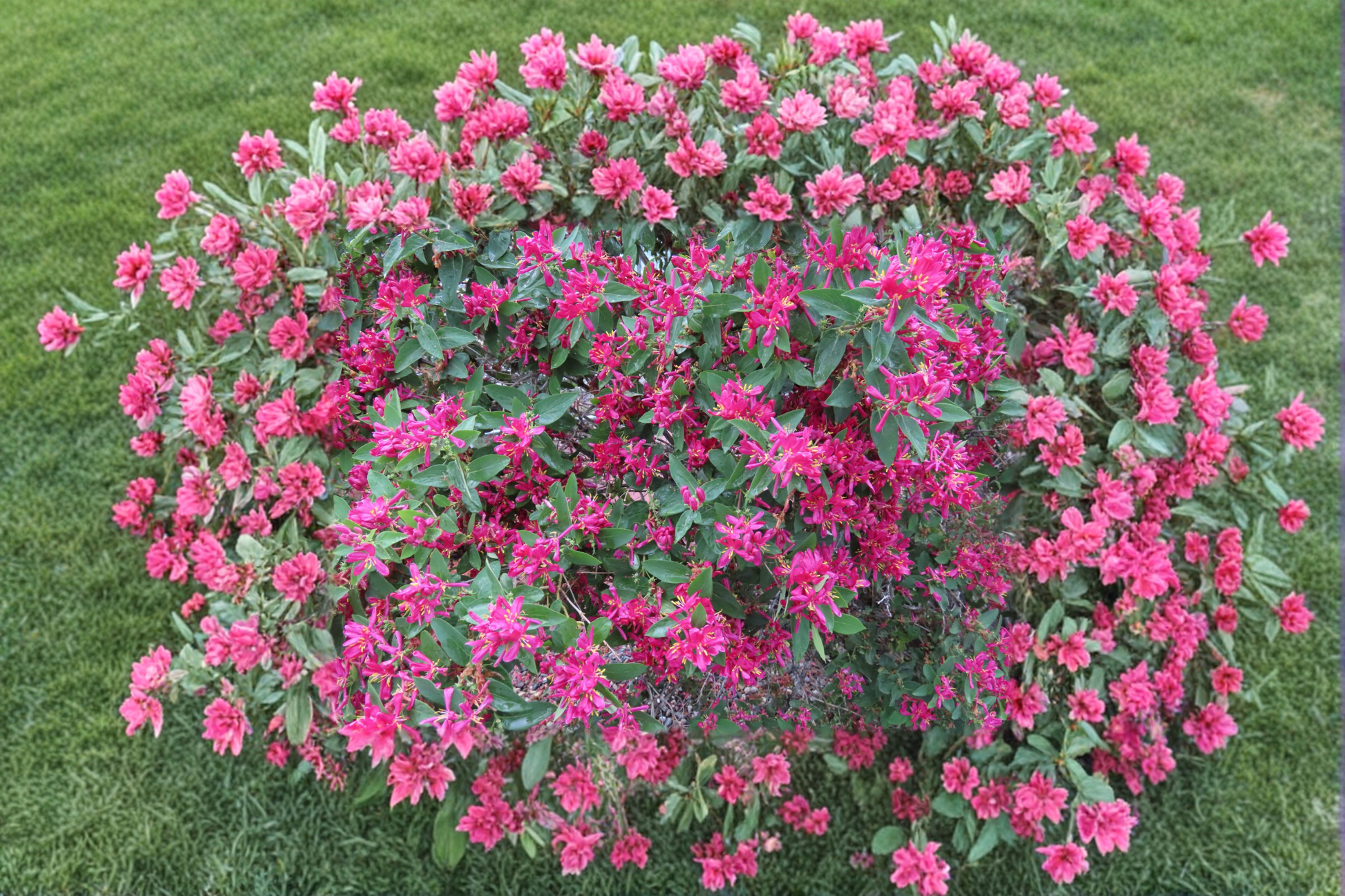 Arnolds Red Honeysuckle Plant 1 Gal Climbing Vine with Red Flowers, Lonicera × heckrottii, Garden Trellis Fence Climber