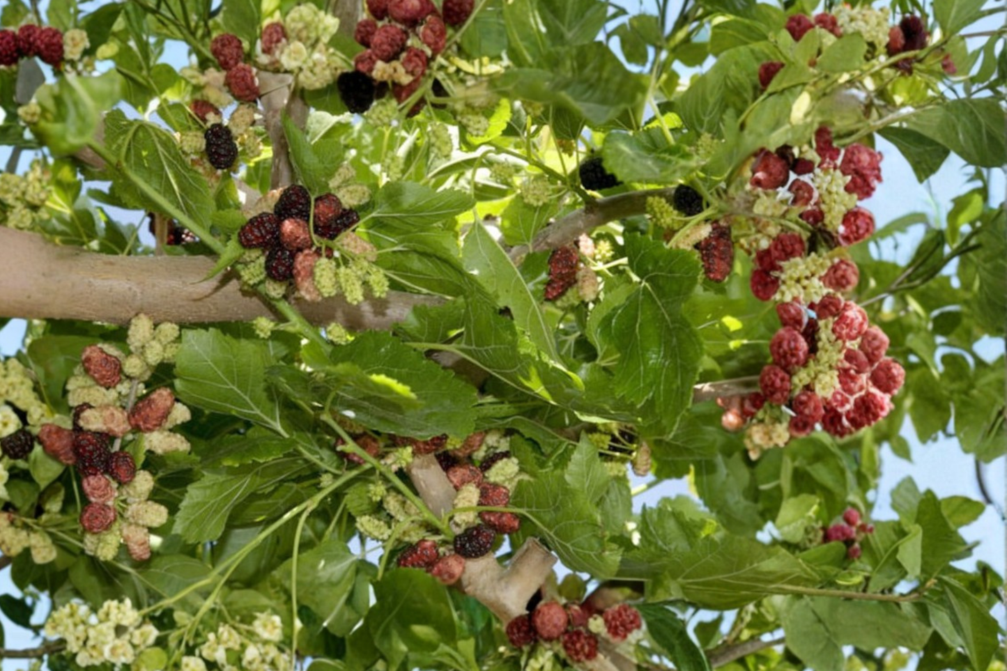 Weeping Mulberry Tree Live Plant 1 Gallon Potted Ornamental Tree Cascading Morus spp. for Garden & Landscape