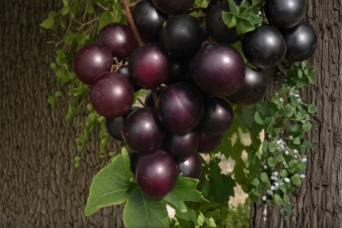 Muscadine Grape Seeds – 10 Giant Fruit Climbing Vine for Outdoor Garden, Trellis, Edible Landscape – Vitis rotundifolia