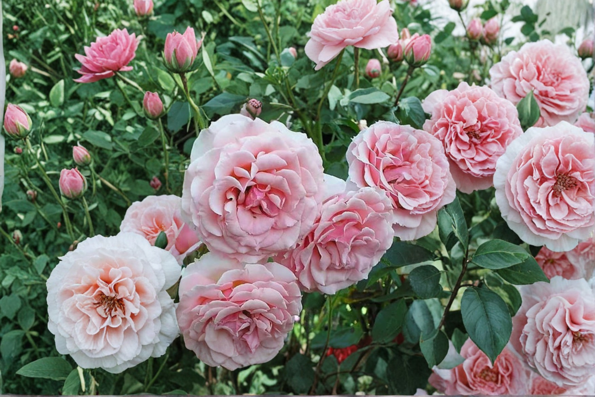 Tournament of Roses Coral Pink Rose Bush 5 Gal Live Plant, Flowering Shrub for Garden & Landscape, Rosa spp.
