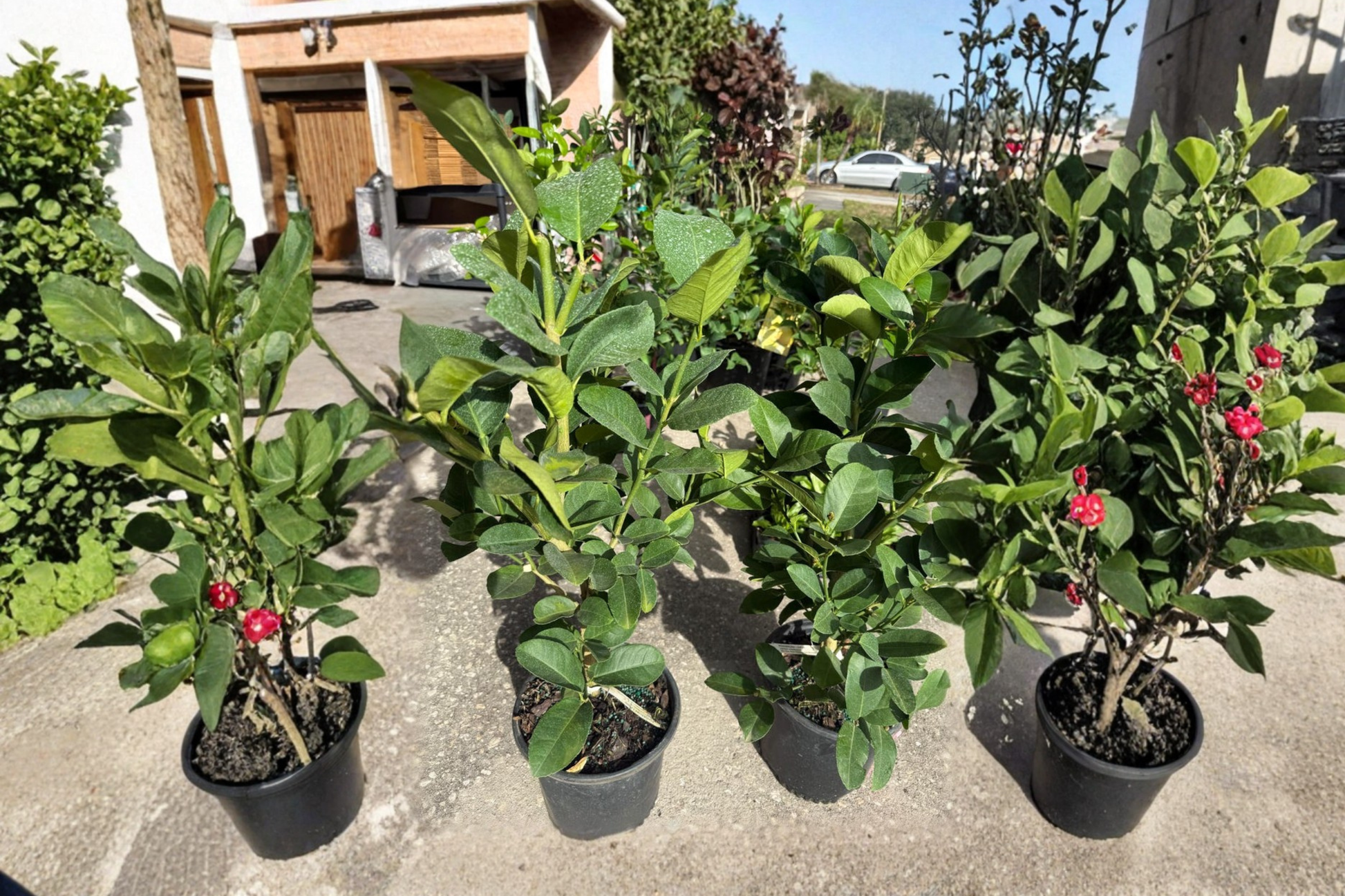Ponderosa Lemon Tree - Live Citrus Plant, 3ft Tall, Air Layered, Large Fruit, White Flowers, Citrus limon Hybrid