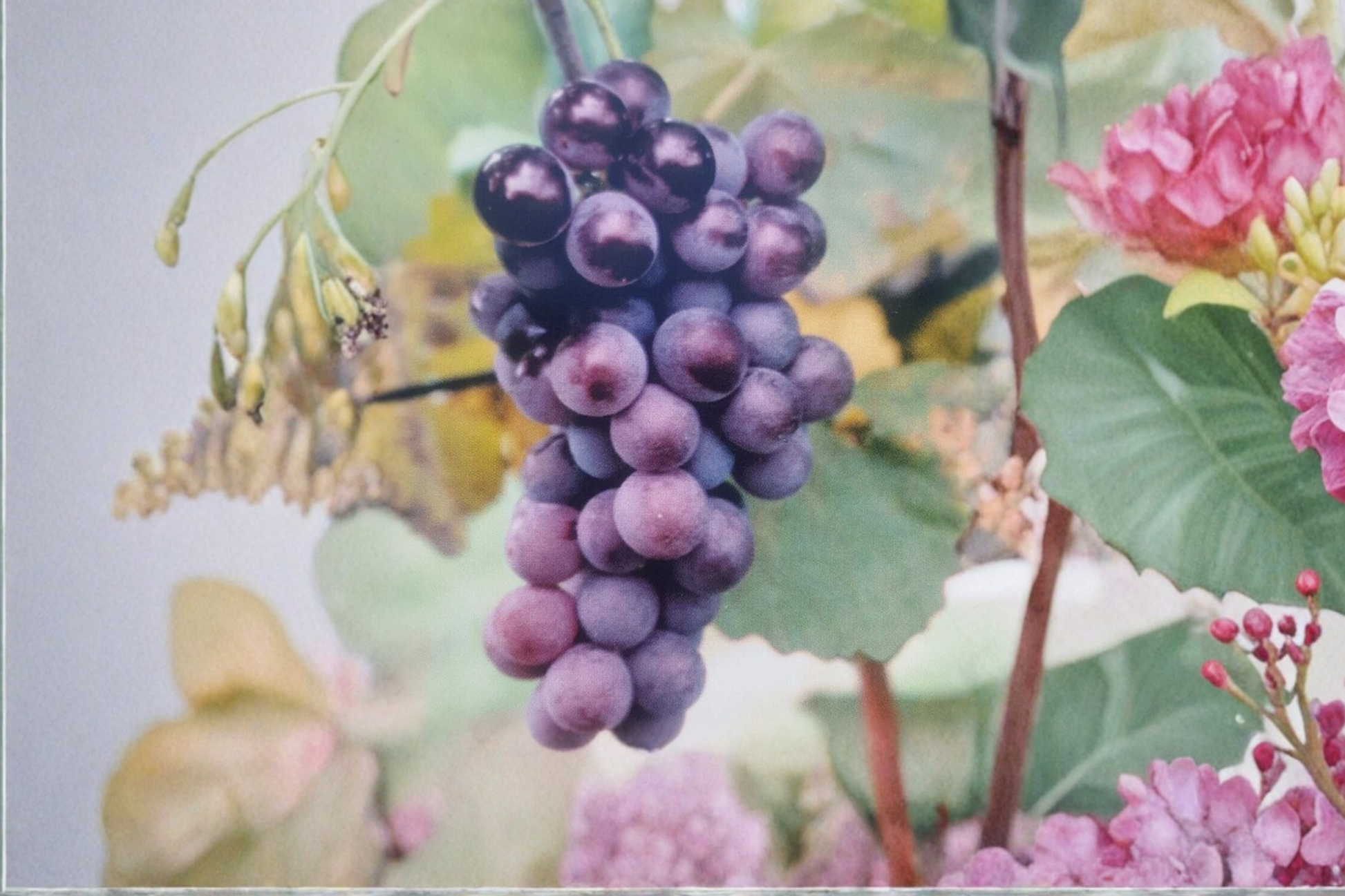 Champanel Grape Vine Live Plant 1 Gal, Dark Purple Grapes, Climbing Fruit Vine, Vitis spp., Outdoor Garden, Vineyard Plant