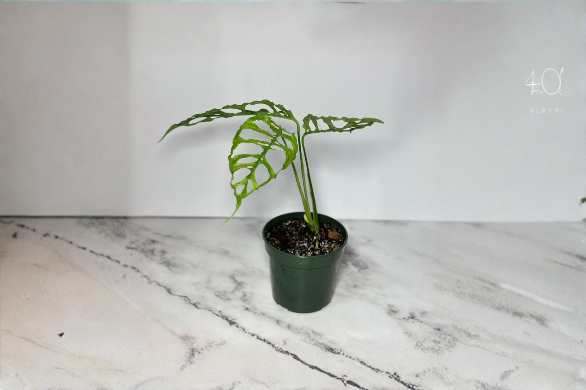 Rare Monstera Obliqua Peru Live Plant – 3-4 Inch Pot, Tropical Indoor Houseplant, Unique Split Leaf, Climbing Vine, Green Foliage