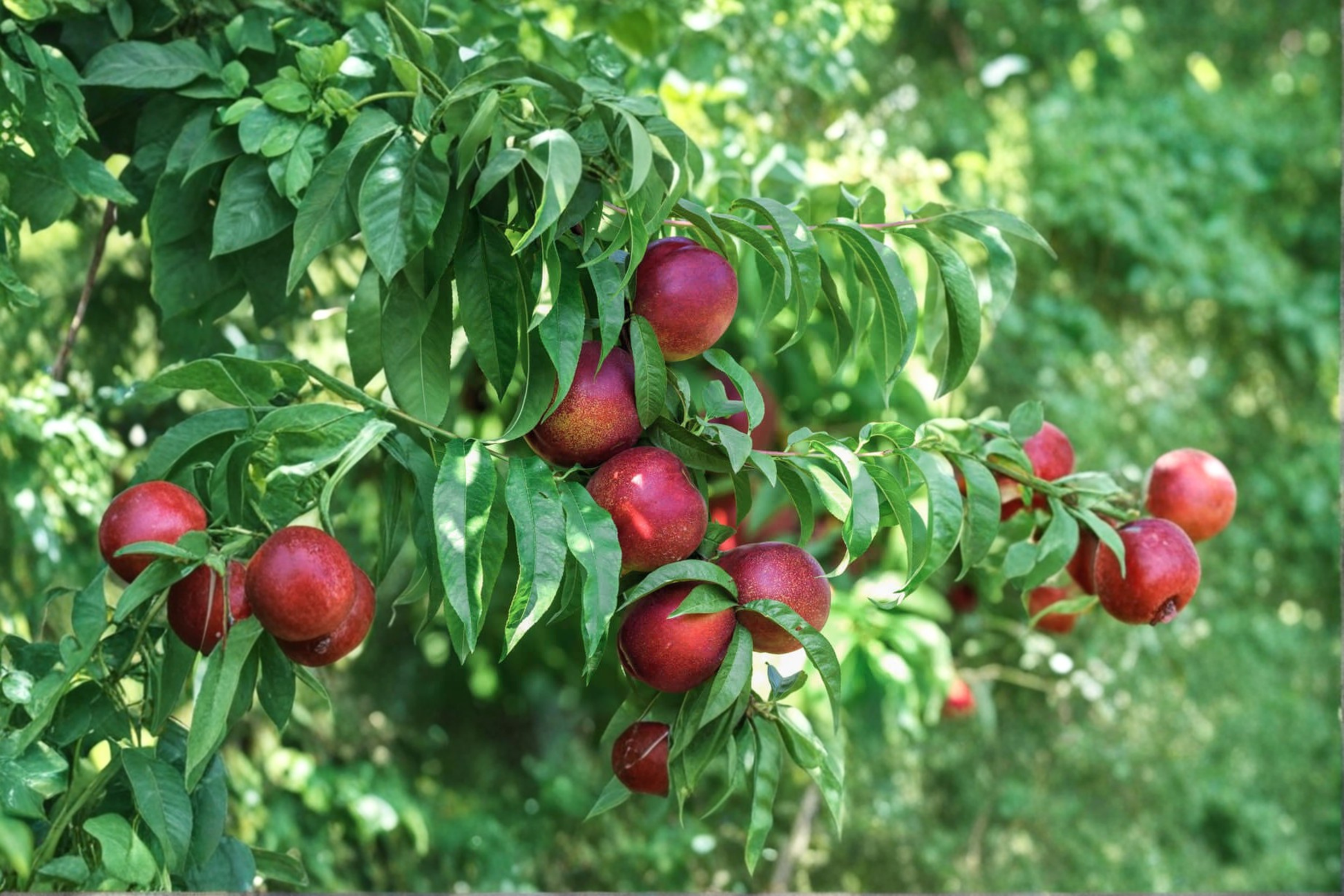 Live Snow Queen Nectarine Tree – 4–6 ft, Deciduous Fruit Tree for Garden & Orchard, White Flesh Nectarines, Prunus persica var. nucipersica