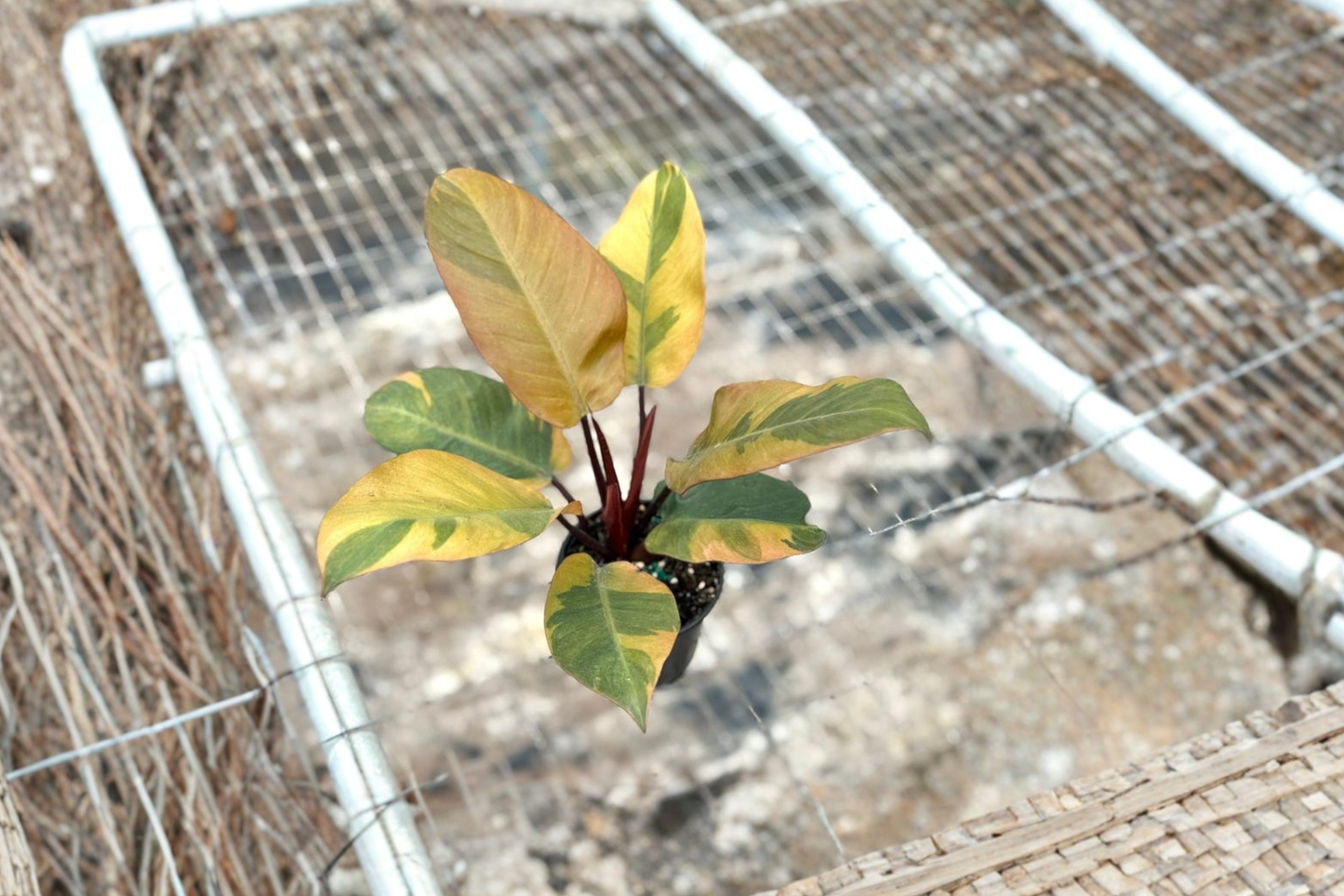 Philodendron Black Cardinal Variegated Live Plant – Rooted 4-Inch Tropical Houseplant, Rare Indoor Decor, Dark Green & Variegation