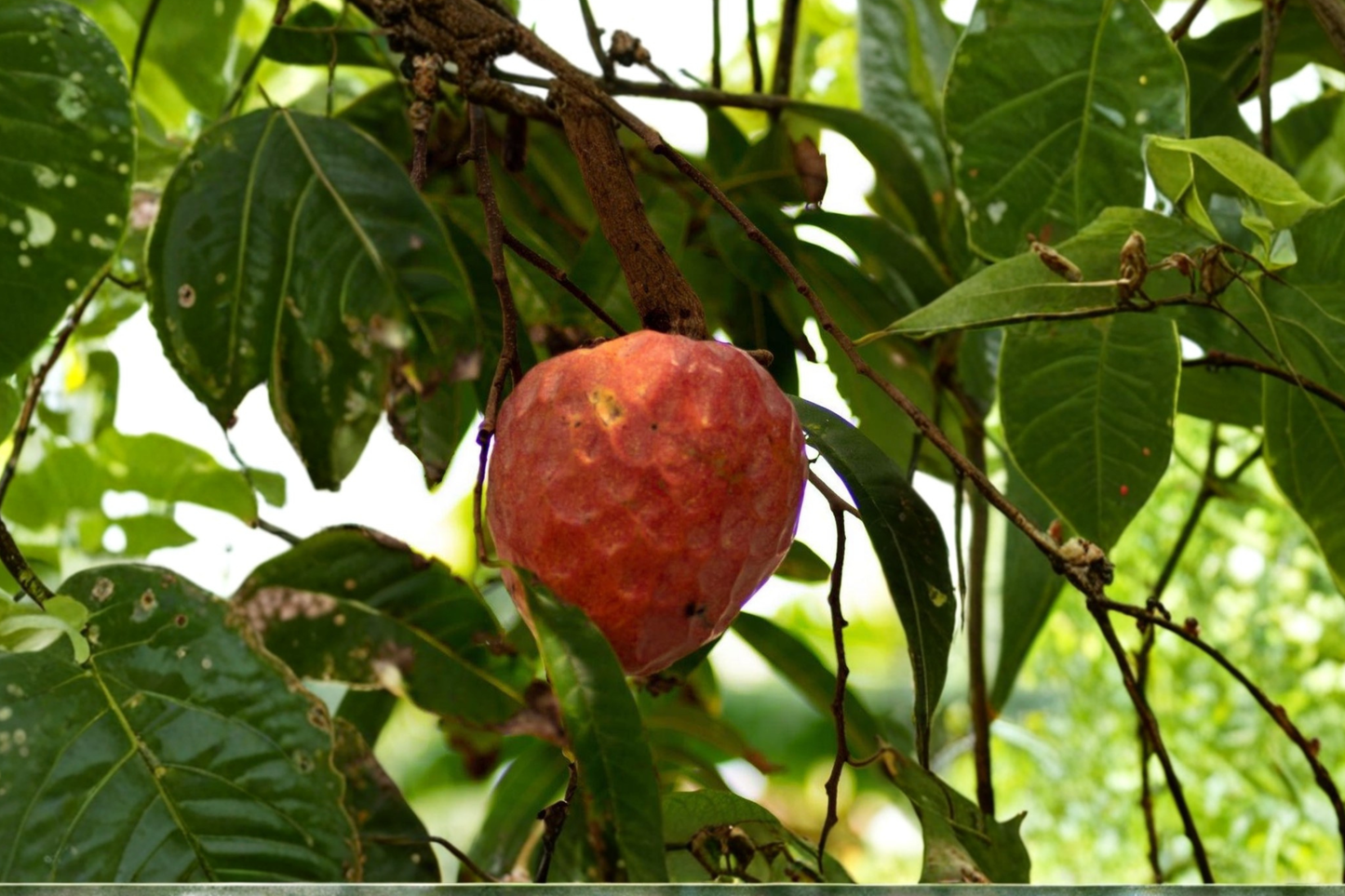 Red Custard Apple Tree Live Plant – Tropical Fruit Tree, Annona reticulata, 2ft+ Tall, Edible Red Fruit, Backyard Garden, Container Growing