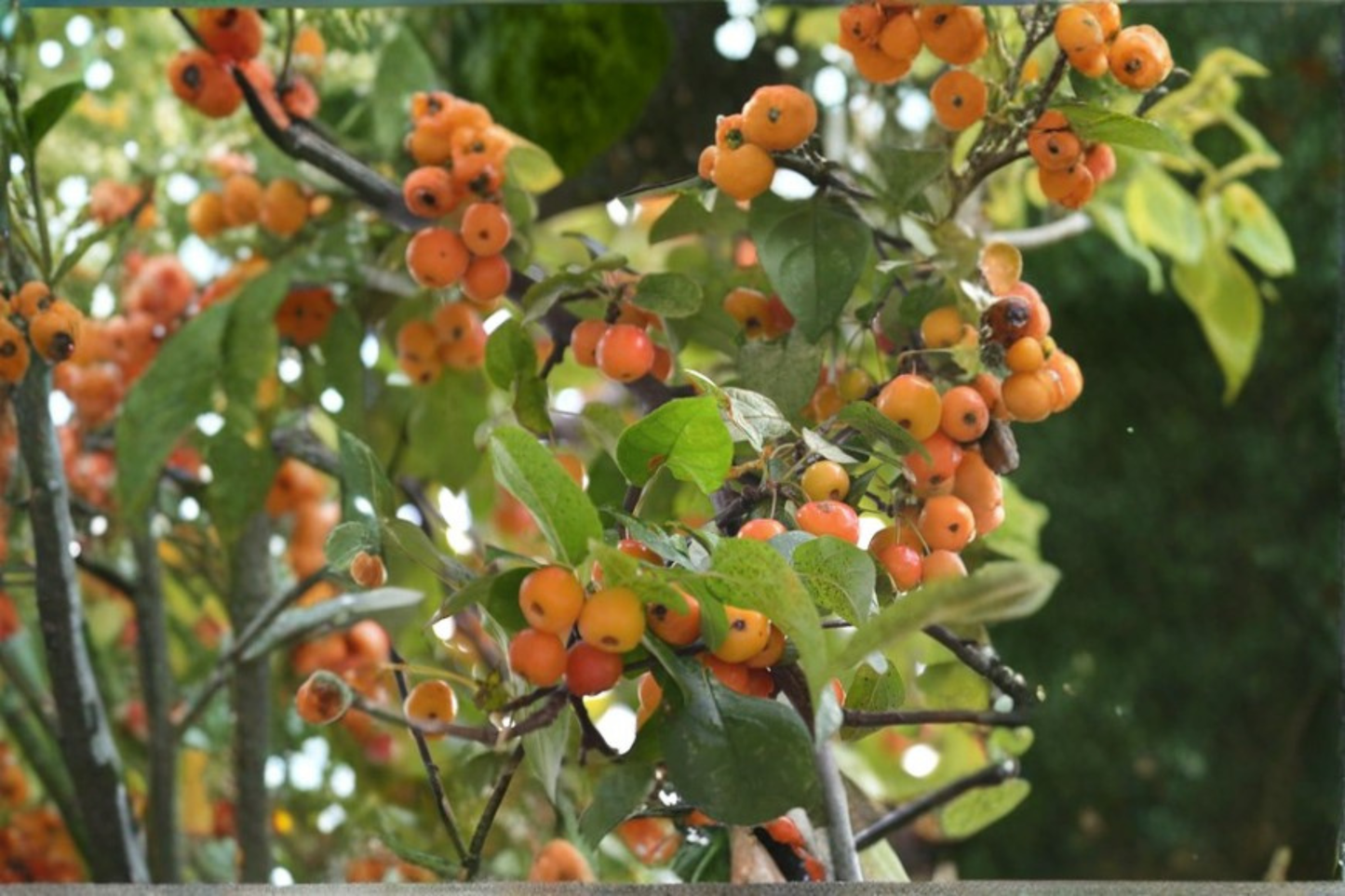 Harvest Gold Crabapple Tree Live Plant 4–6 Ft, Ornamental Fruit Tree, Golden Crabapples, Malus spp.