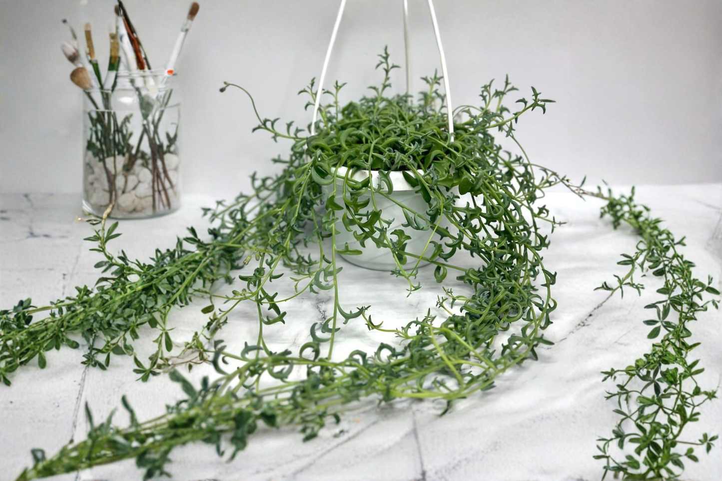 String of Pearls Succulent Plant in 6-Inch Pot, Trailing Houseplant, Curio rowleyanus, Indoor Hanging DÃ©cor, Low Maintenance Gift