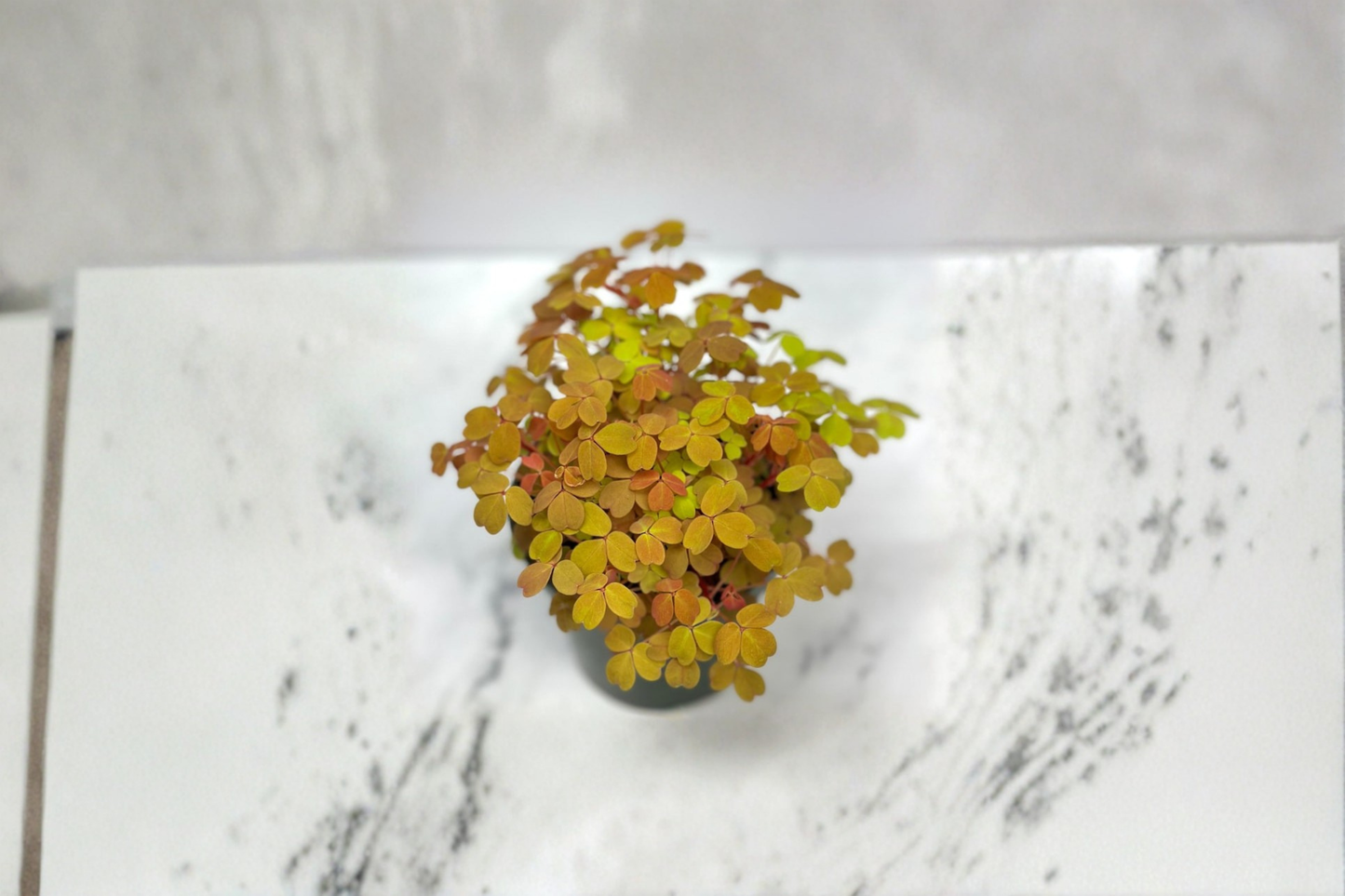 Oxalis Triangularis Live Plant 4-Inch Pot Purple Shamrock Indoor Houseplant Decorative Foliage