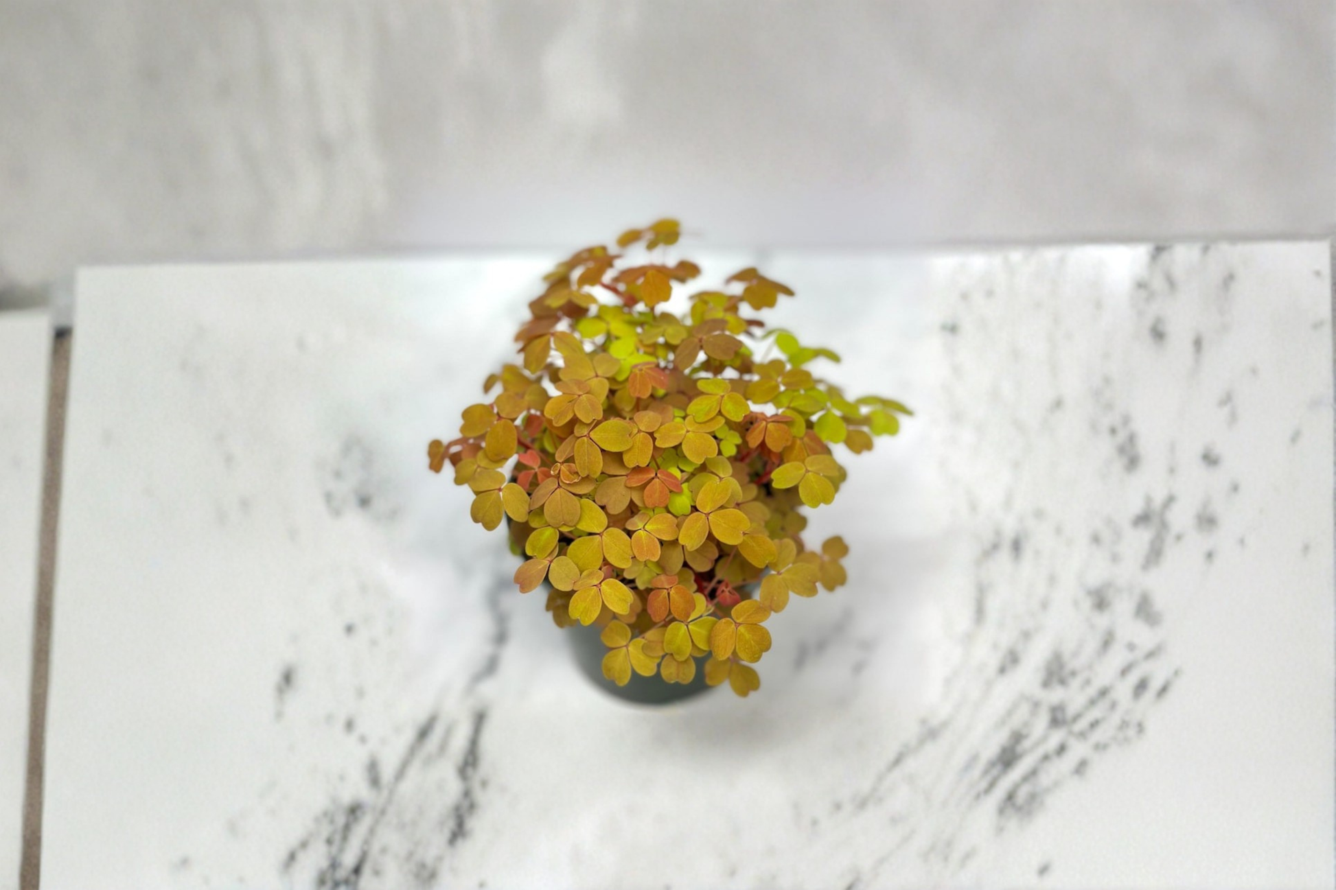 Oxalis Triangularis Live Plant 4-Inch Pot Purple Shamrock Indoor Houseplant Decorative Foliage