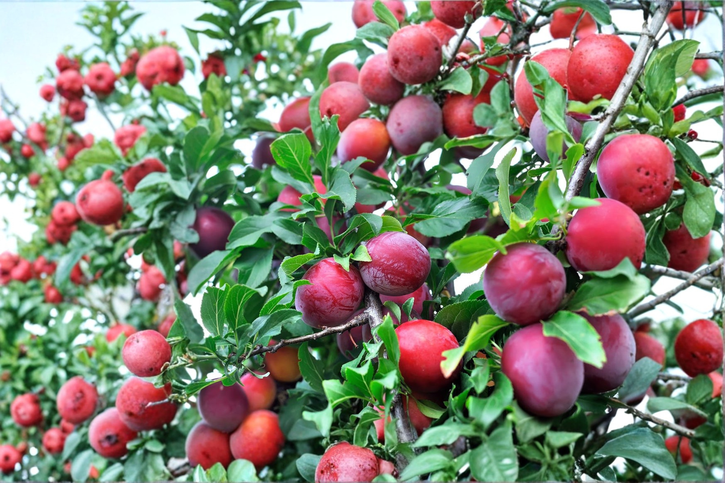 Live AU Rubrum Plum Tree – 4-6 Ft Red Plum Fruit Tree for Garden, Backyard Orchard, Prunus salicina Hybrid