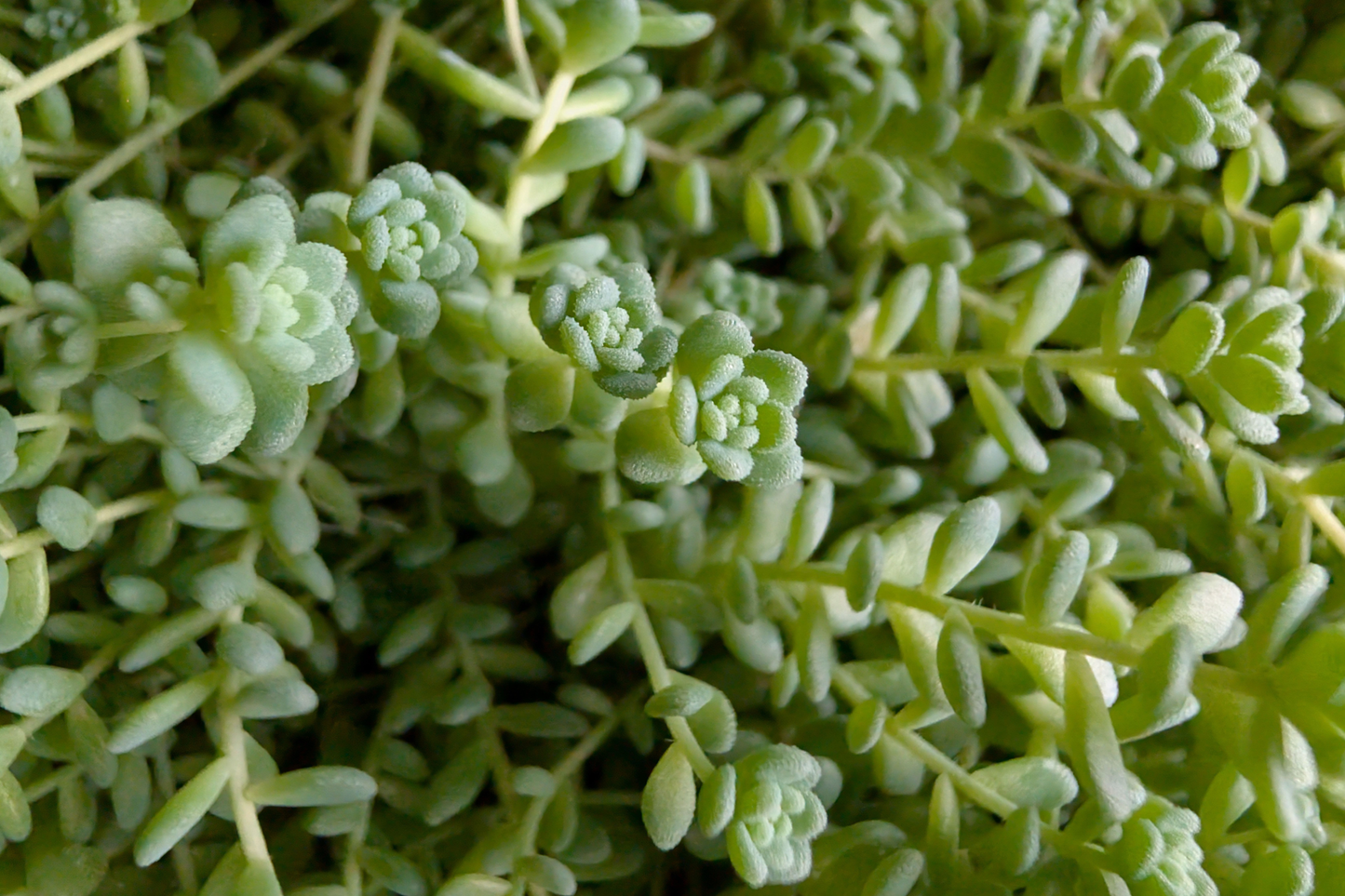 Himalayan Skies Sedum Live Plant in 2 Inch Pot - Sedum dasyphyllum Succulent