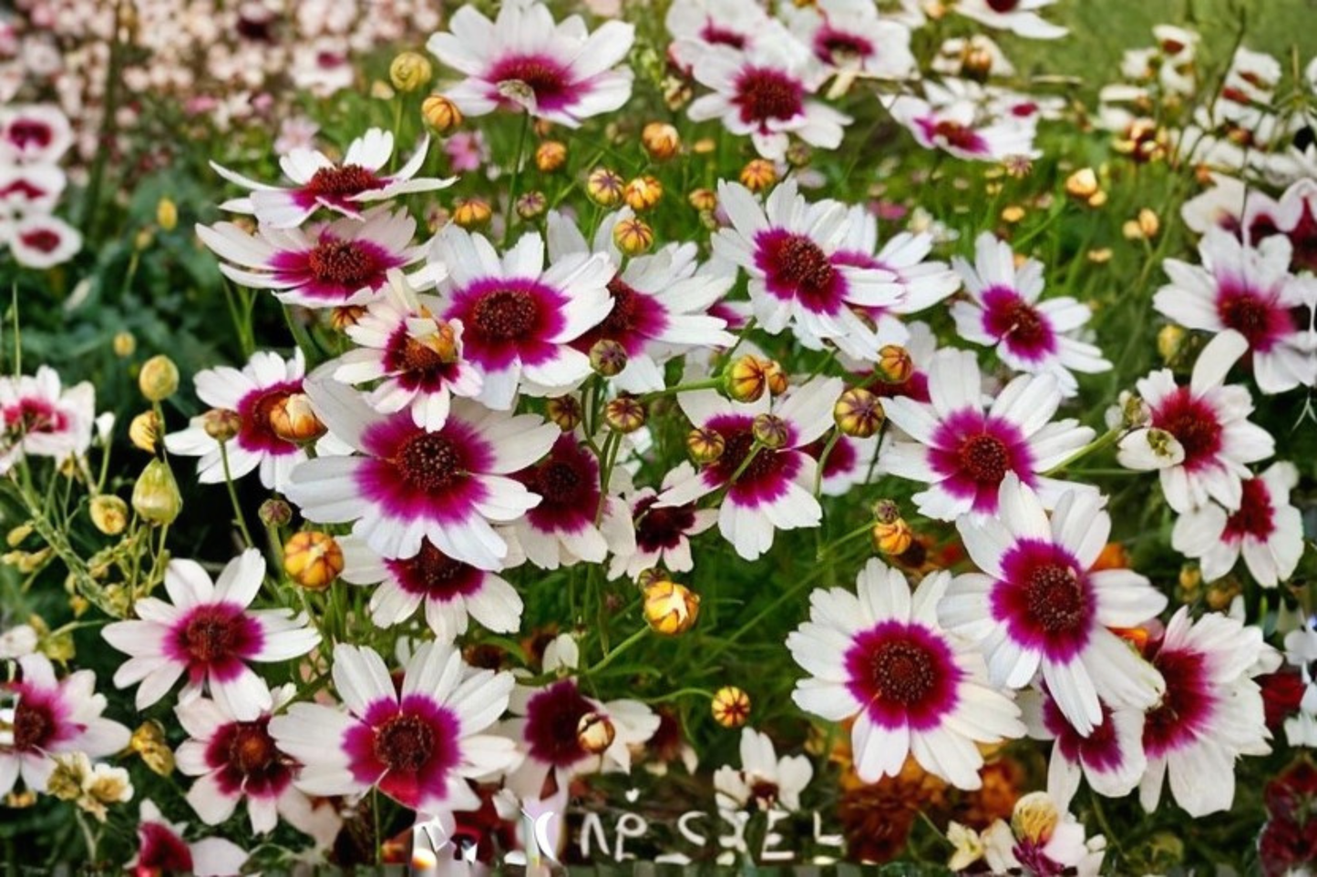 Coreopsis Ice Wine Live Starter Plant - Perennial Flower in Nursery Pot with Free Shipping