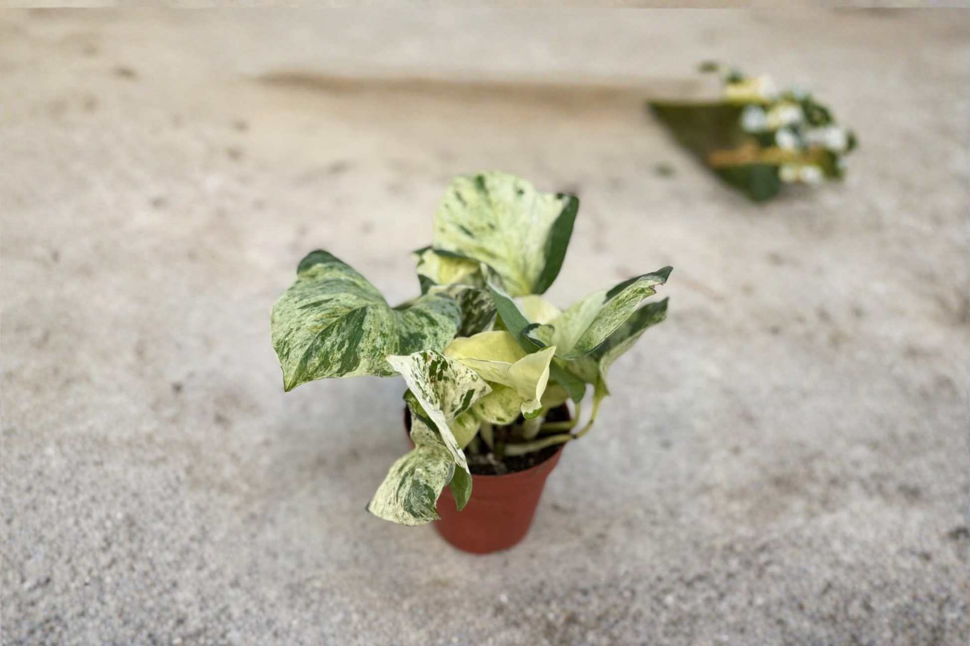 Manjula Pothos Live Plant - Variegated White Epipremnum aureum Starter Cutting for Indoor Decor