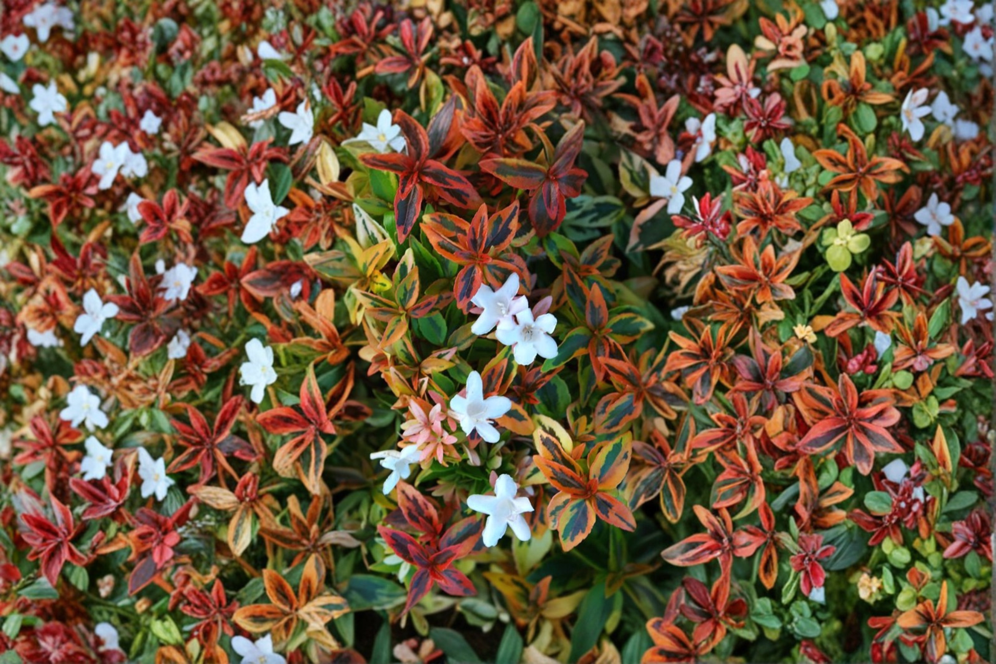 Abelia Kaleidoscope Live Shrub 3 Gallon, Variegated Foliage, Evergreen Hedge Plant, Abelia × grandiflora