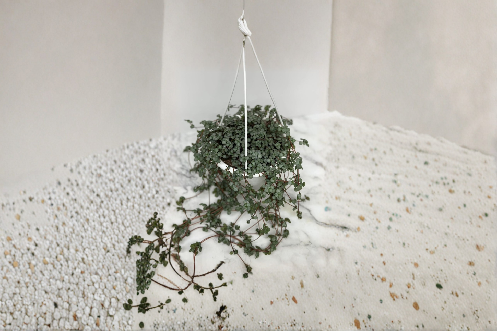 Trailing Indoor Houseplant - Pilea Glauca Aquamarine, Rooted 4.5 Inch Pot, Blue-Green Foliage, Cascading Growth, Easy Care
