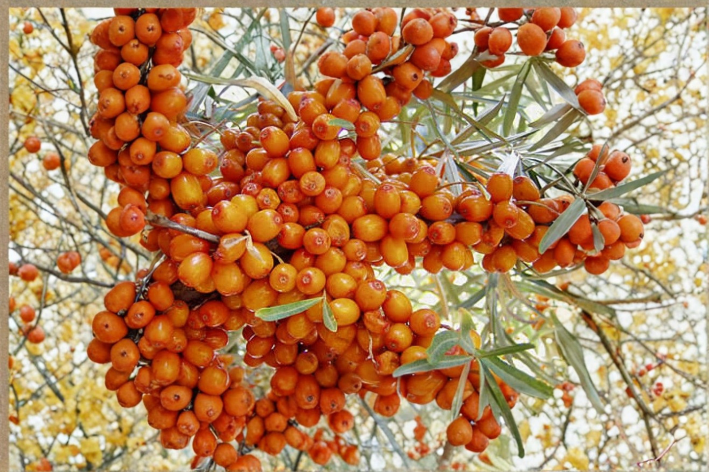 Live Sea Berry Plant 'Frugana' – 1 Gallon Pot, Hippophae Rhamnoides, Fruiting Shrub, Silvery Green Foliage, Edible Garden, Hardy