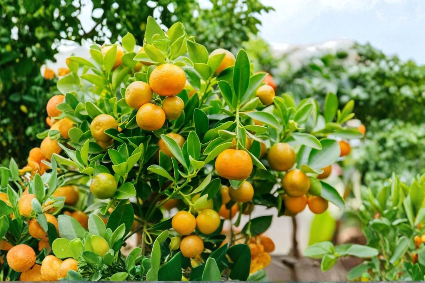 Dwarf Calamondin Orange Tree Live Citrus Plant in One-Gallon Pot with Flowers & Fruit, Citrus Ã— microcarpa