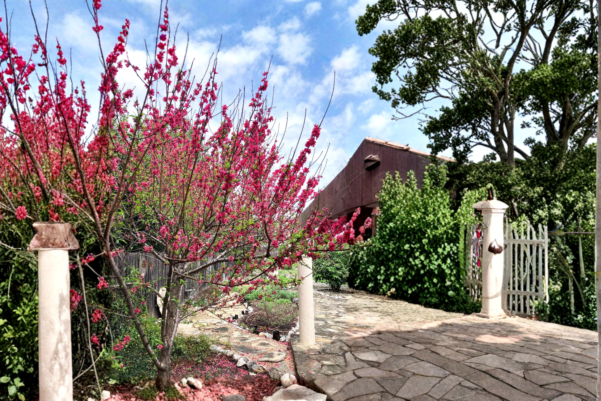 Red Flowering Peach Tree Live Plant 4-6 Ft Ornamental Prunus persica Spring Bloom Landscape Garden Outdoor