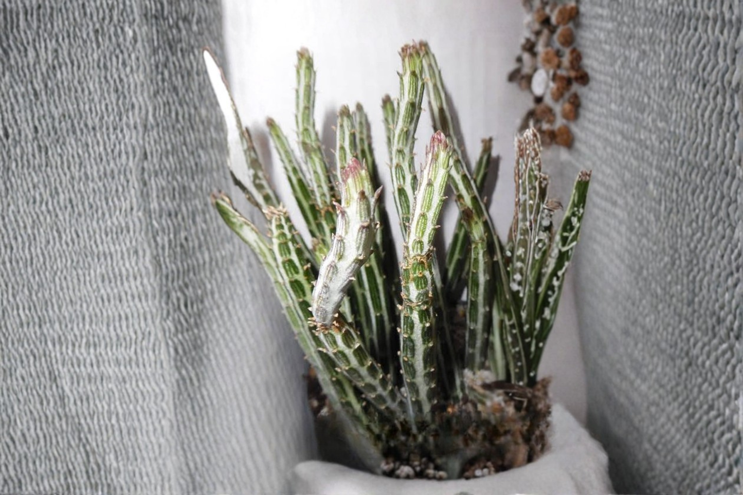 Pickle Plant Live Rooted Succulent in 4 Inch Pot – Curio stapeliiformis