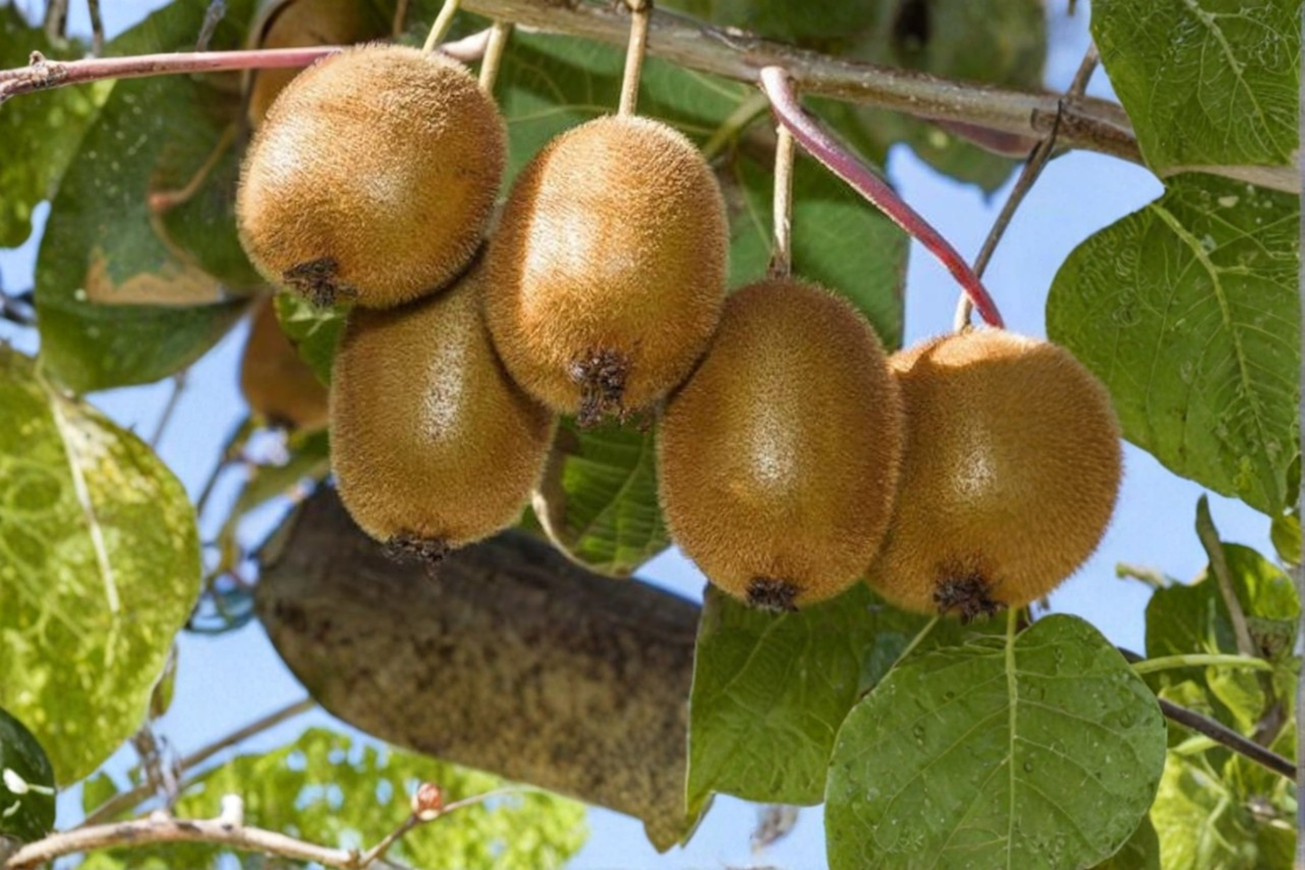 Saanichton Fuzzy Kiwi Vine Live Plant, 1 Gallon Pot, Climbing Actinidia deliciosa 'Saanichton' for Garden, Trellis & Fences