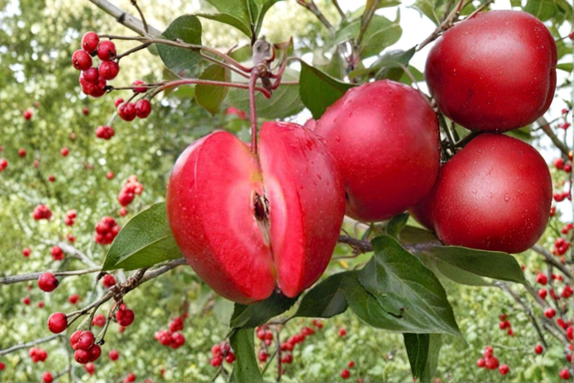 Redlove Era Apple Tree Grafted Live Plant - 1 Gallon Pot, Malus domestica, Ornamental & Fruit Tree