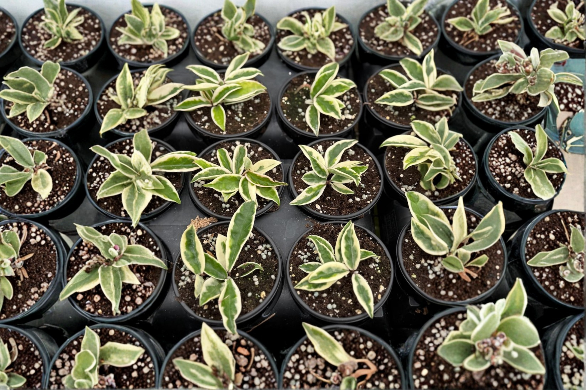 Hoya Krinkle 8 Albo Marginata Live Plant, Variegated Tropical Houseplant in 4-Inch Pot, Curled Foliage, Indoor Decor, Rare Plant