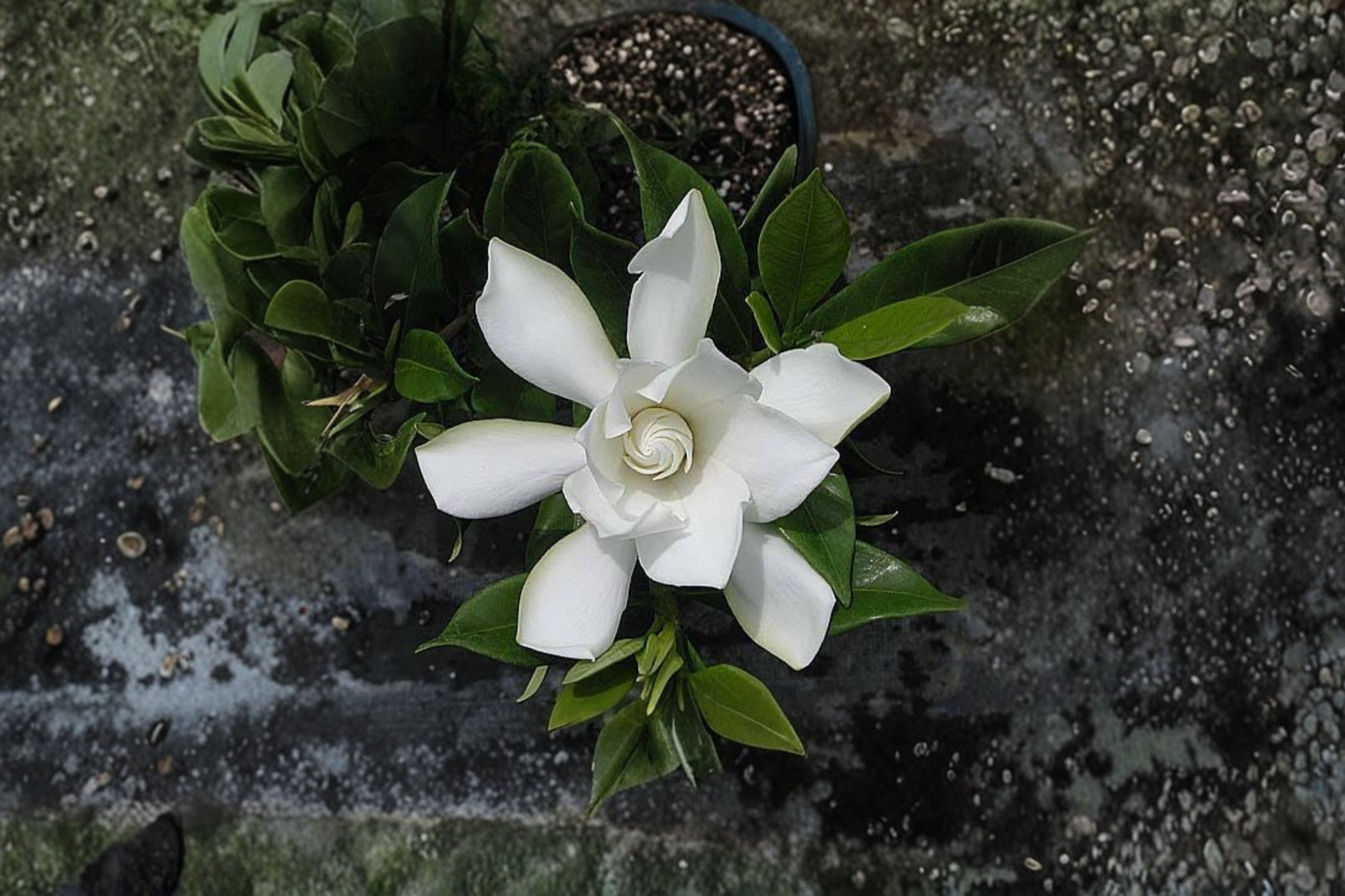 Frost Proof Gardenia Rooted Starter Plant – Gardenia jasminoides – Evergreen Fragrant Shrub