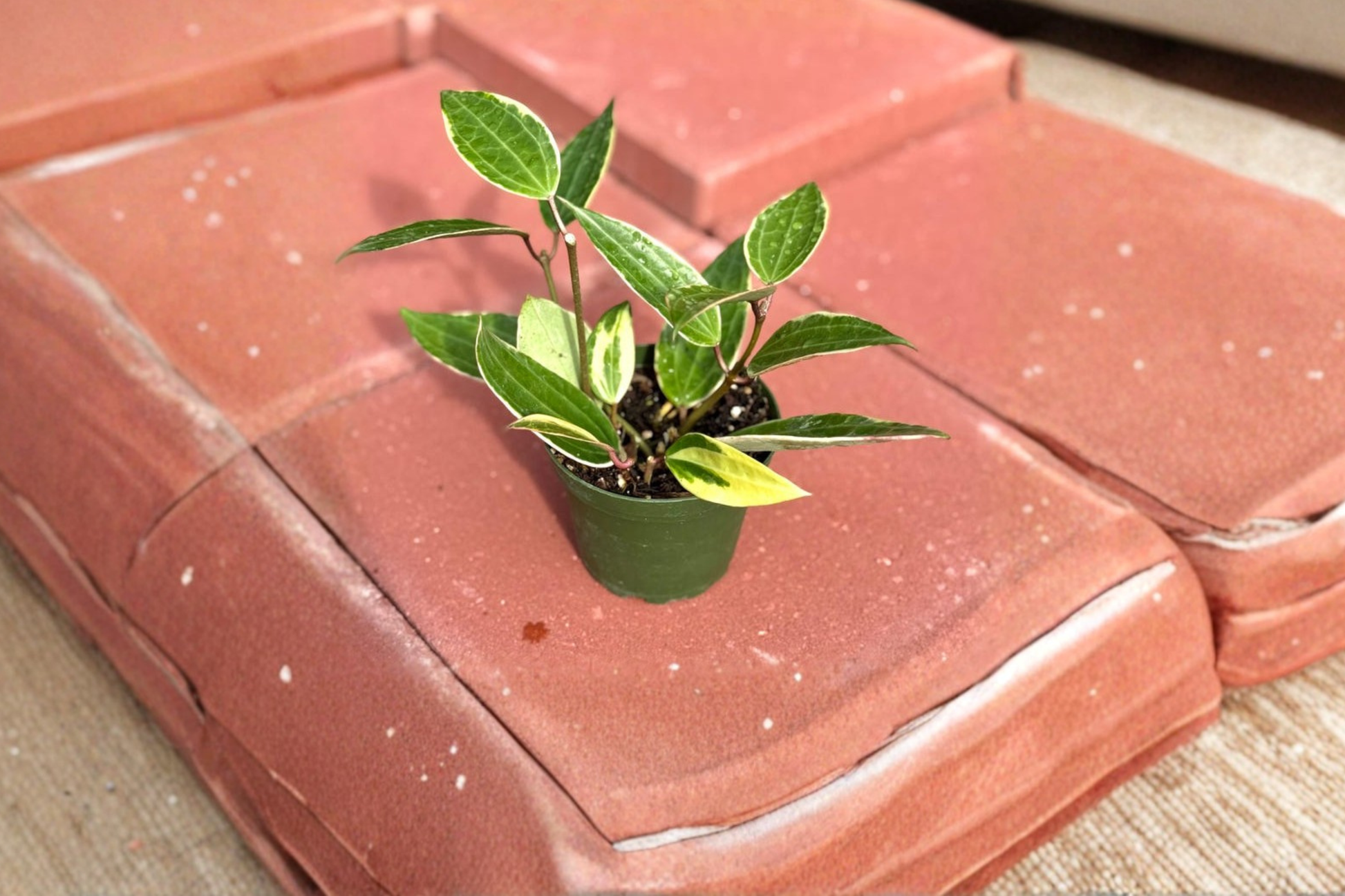 Variegated Hoya Macrophylla Live Plant – 4 Inch Rooted Tropical Houseplant for Indoor Decor & Gift