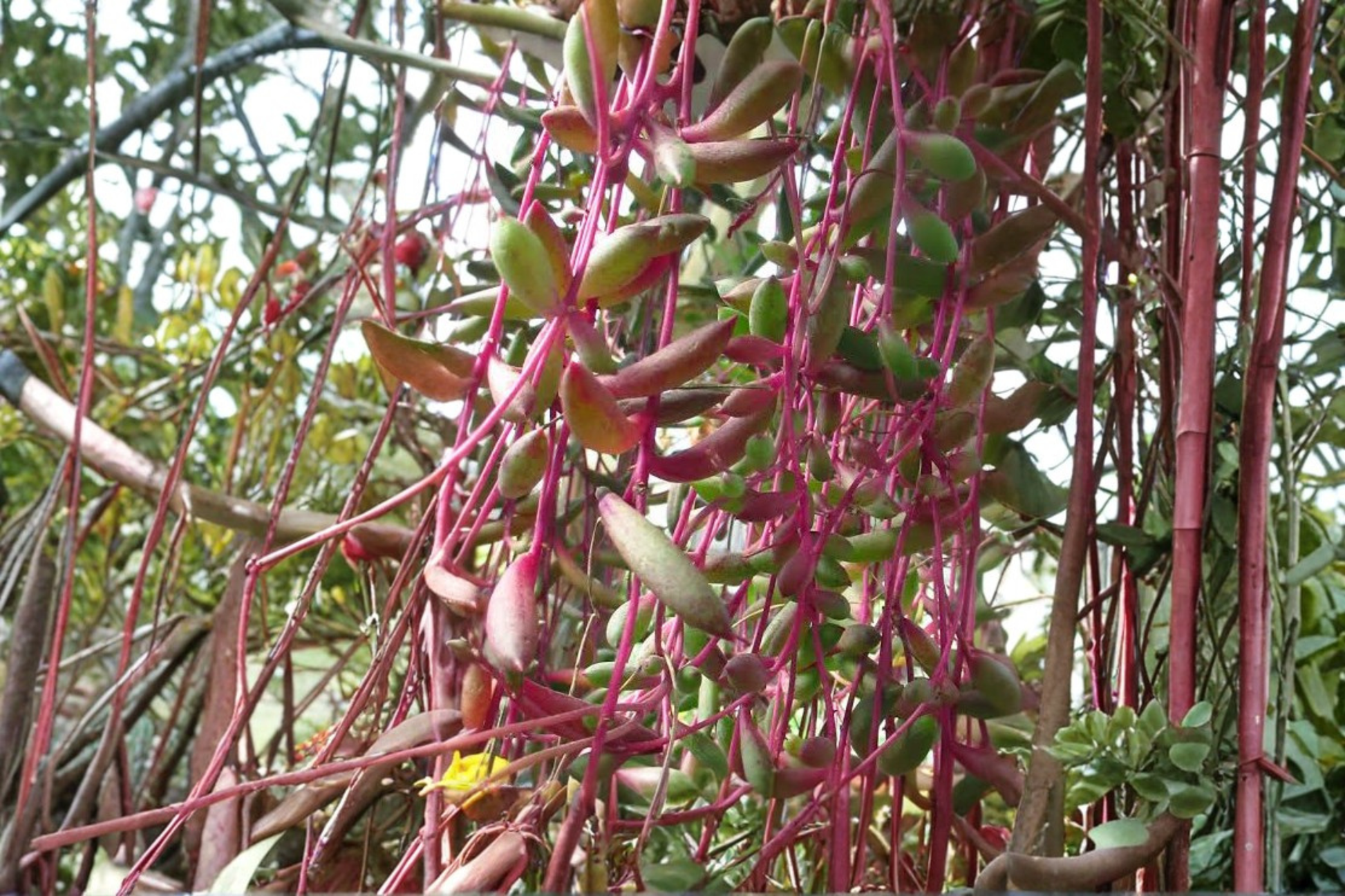 Ruby Necklace Succulent Live Plant - Othonna capensis in 4 Inch Pot