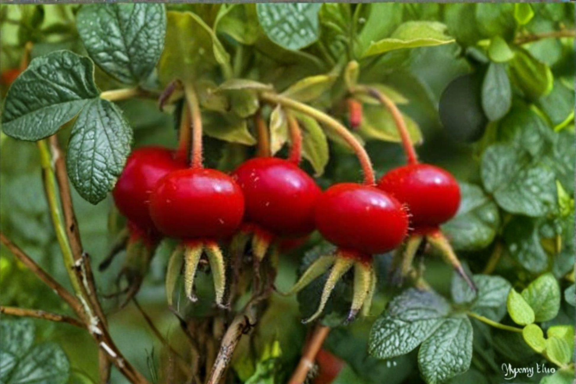 Rare Rose Hip Seeds Rosa Canina Dog Rose Flower Seeds for Outdoor Garden Planting, Ornamental Shrub, Full Sun, USA Seller