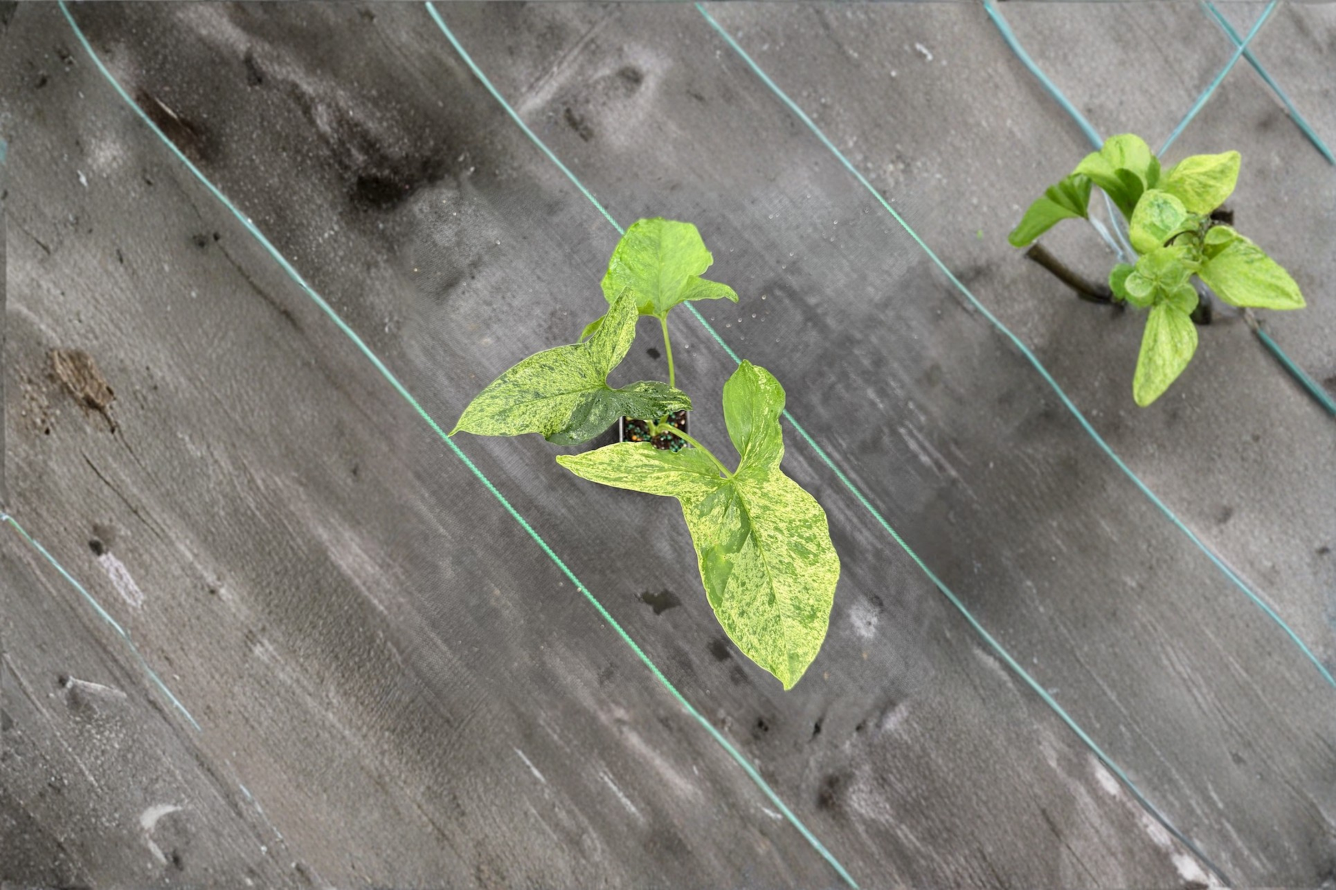 Syngonium Mojito Live Plant – Variegated Arrowhead Houseplant, Tropical Indoor Starter, Green Marbled Foliage, Gift