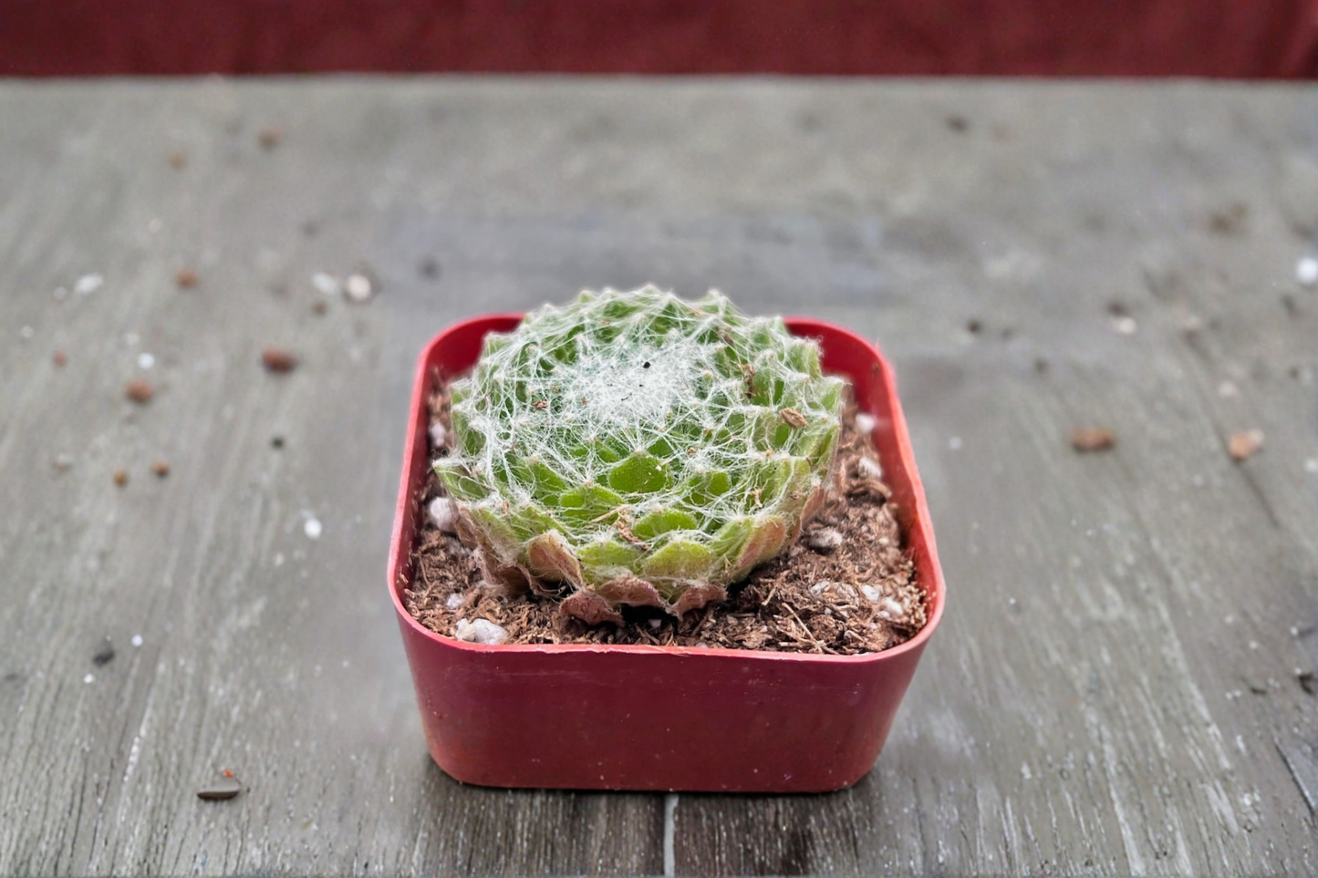Cobweb Sempervivum Succulent Plant in 2 Inch Pot, Rosette-Forming, Indoor Outdoor Garden Decor, Sempervivum arachnoideum
