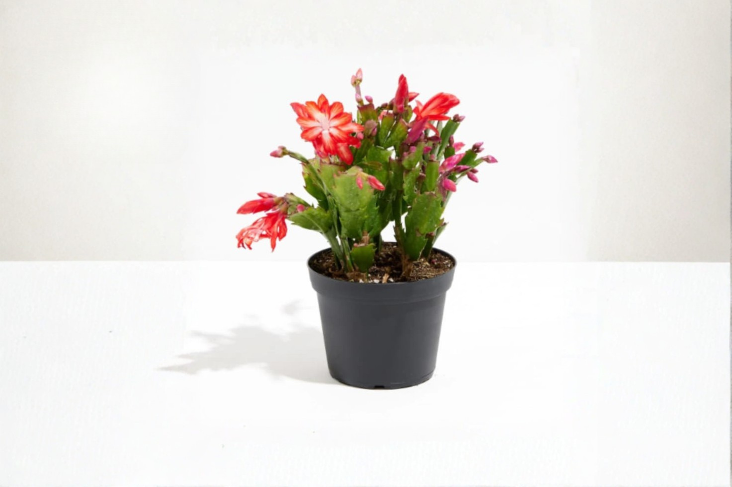 Christmas Cactus Live Plant 4 Inch Pot Schlumbergera Holiday Flowering Succulent Indoor DÃ©cor