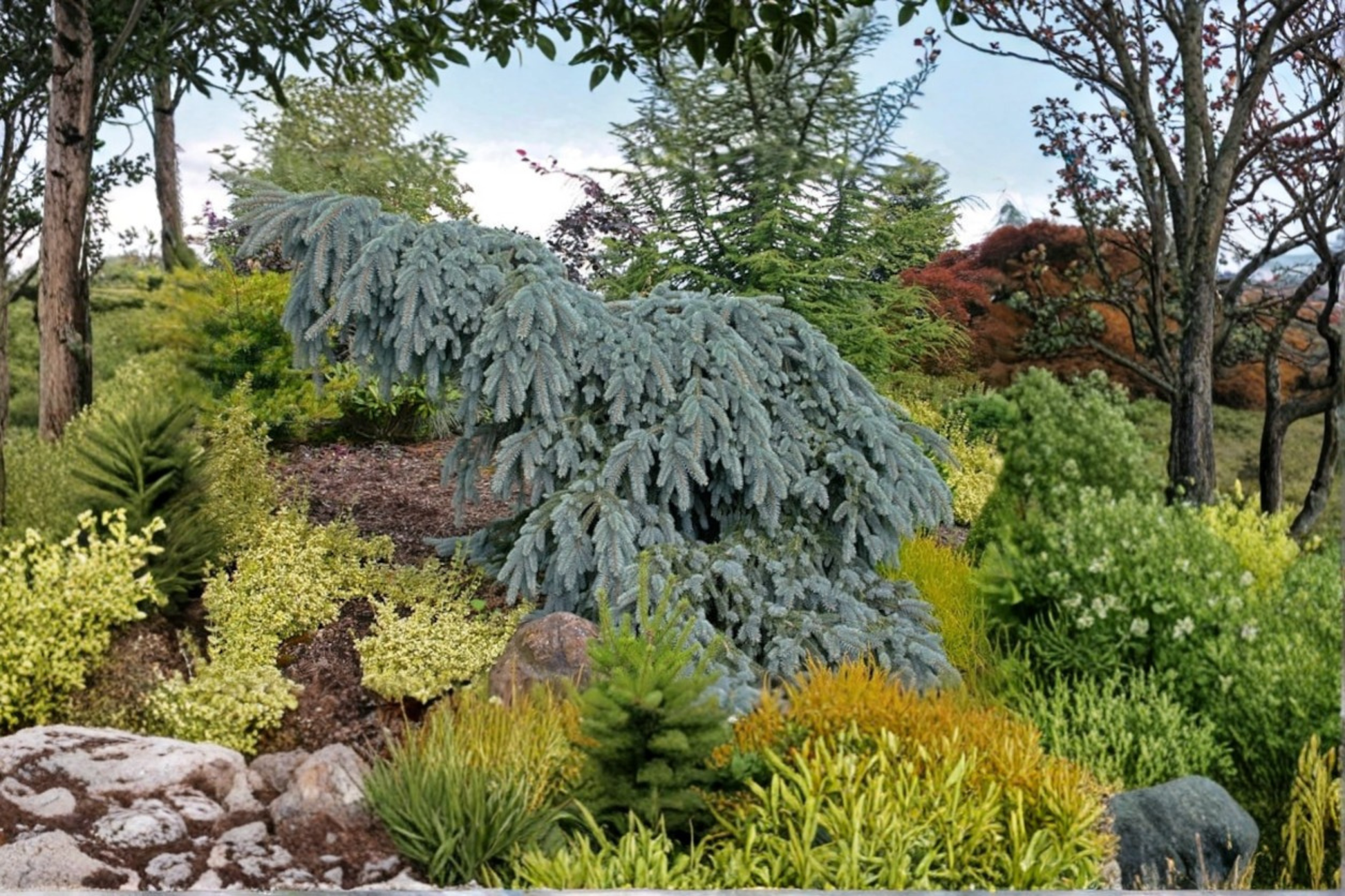 Colorado Blue Spruce Live Plant – 10 Inch Weeping Picea pungens Evergreen for Garden & Landscape