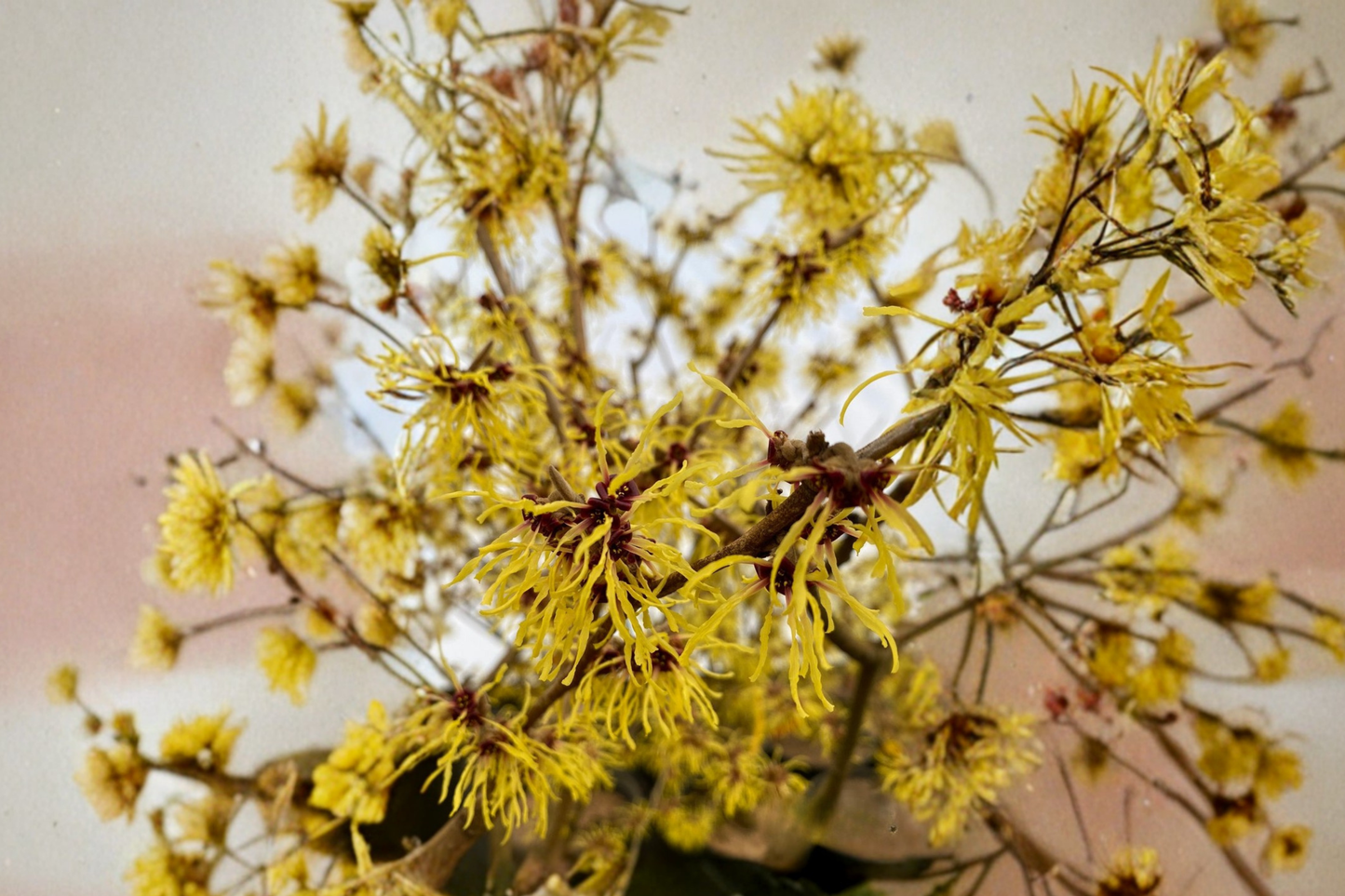 Brandis Witch Hazel Live Plant – 12 Inch Grafted Orange Winter Bloom Shrub Hamamelis x intermedia