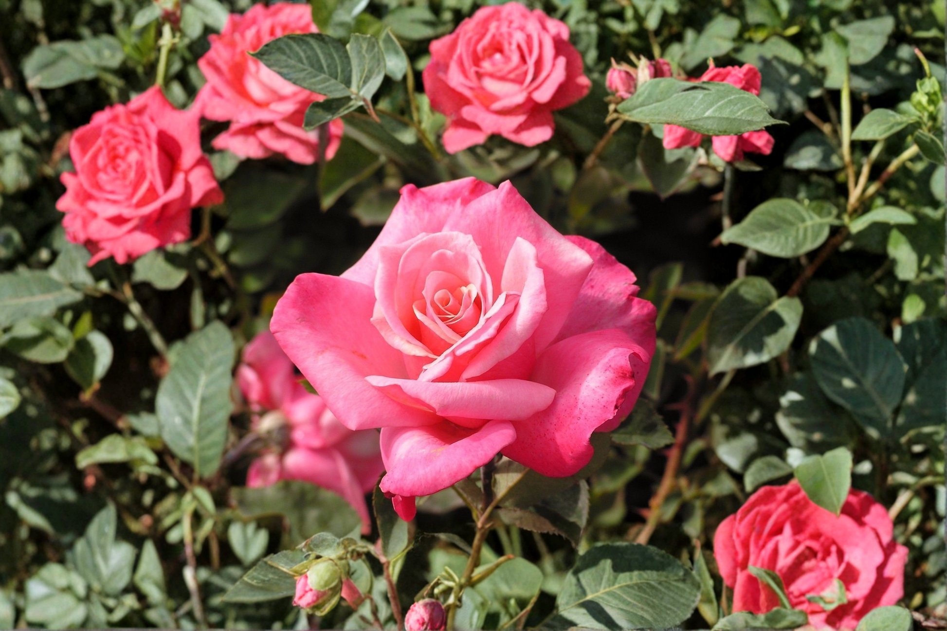 First Prize Hybrid Tea Rose Live Plant – Pink Flowering Rose Bush in 3-Gallon Container, Large Bloom, Garden Outdoor Plant