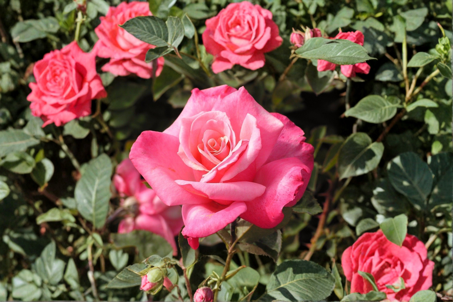 First Prize Hybrid Tea Rose Live Plant, 3-Gallon Pink Rose Bush, Large Bloom Flowering Rose for Garden Outdoor