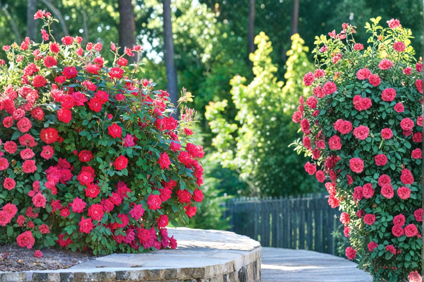 Double Knock Out Red Rose Live Plant 3 Gal – Vibrant Red Flowering Shrub for Garden Landscape & Borders