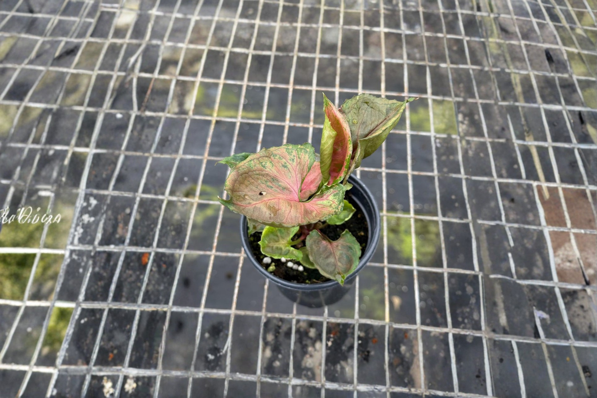 Syngonium Strawberry Ice Live Plant – Pink, Green, Cream Variegated Indoor Houseplant, Tropical Arrowhead, Starter Plant