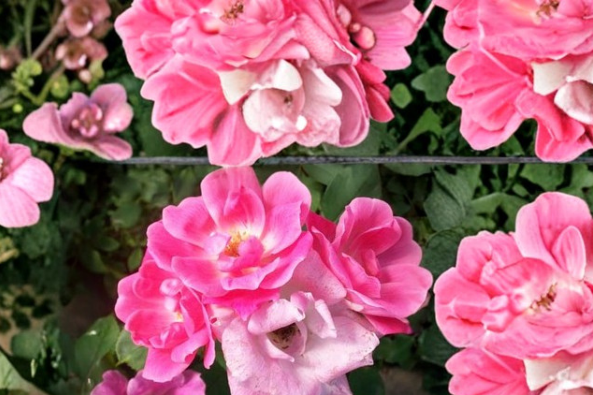 Pink Knock Out Rose Live Plant, 2-Gallon Container, Medium Pink Blooms, Compact Bush, Rosa Hybrid, Garden Landscaping