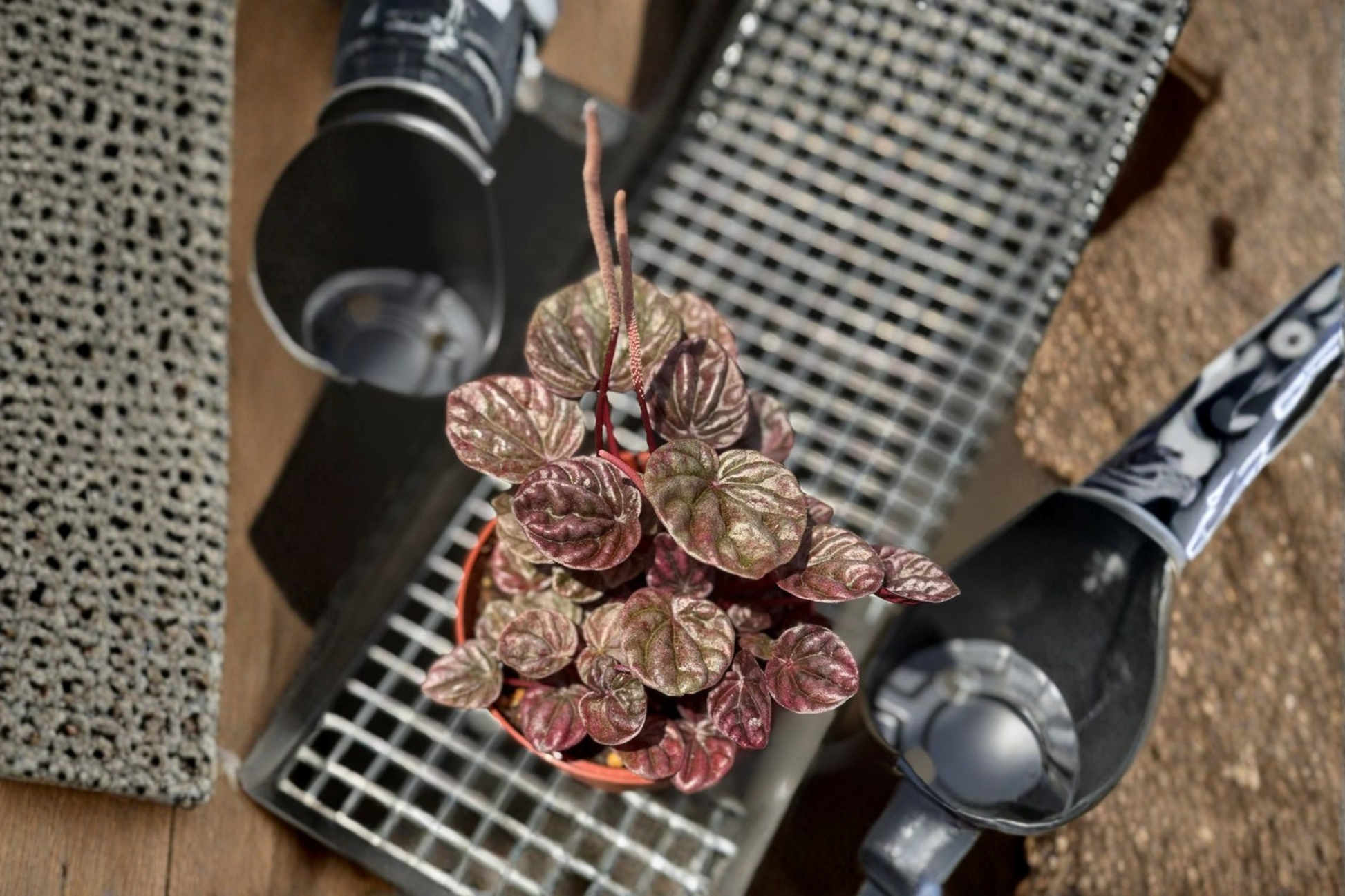 Peperomia Schumi Red Live Plant, Tropical Houseplant in 3-Inch Pot, Deep Red Foliage, Beginner-Friendly, Pet Safe Indoor Plant