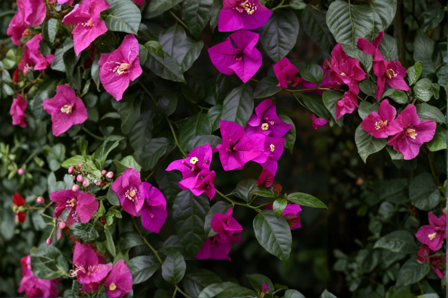 Royal Purple Bougainvillea Live Plant – Vibrant Tropical Flowering Vine
