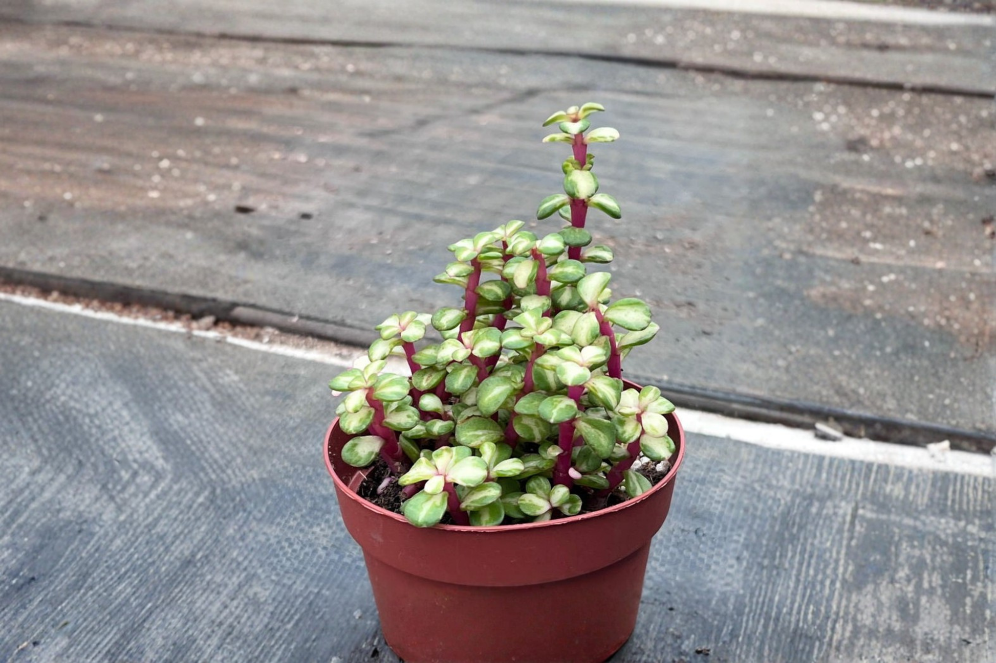 Variegated Elephant Bush Live Plant, Succulent, Pet Safe, Indoor Outdoor, Portulacaria afra, Compact Foliage
