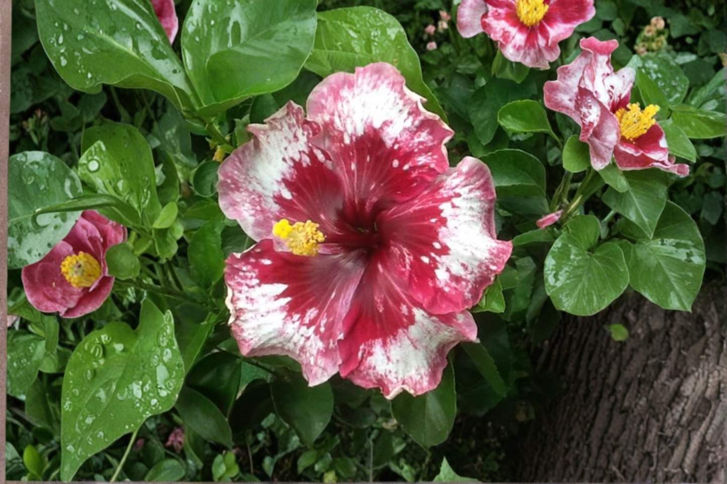 Rare White Red Giant Hibiscus Seeds – Tropical Flower Plant for Indoor & Outdoor Growing, Hibiscus rosa-sinensis