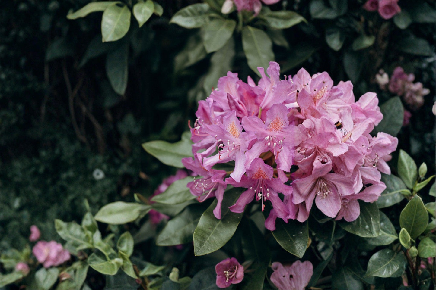 Catawba Boursault Rhododendron Starter Plant 7L - Evergreen Flowering Shrub