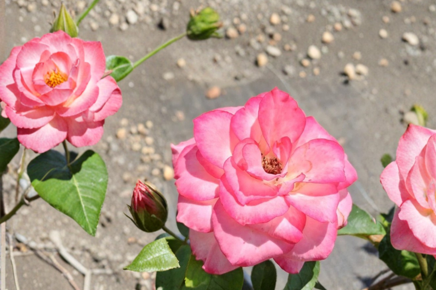Nichole Floribunda Rose Live Plant 5 Gal, White & Pink Blooms, Everblooming Flowering Shrub, Rosa hybrid for Garden & Landscape