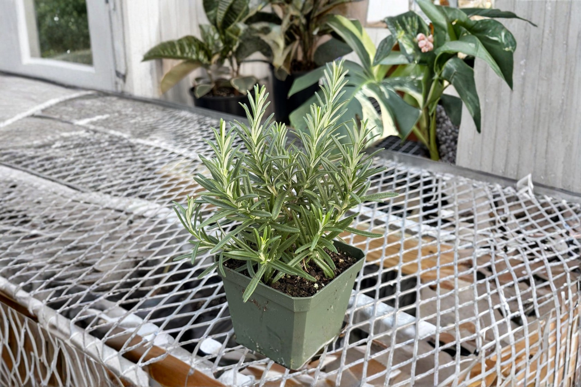 Organic Rosemary Herb Plant 4 Inch | Fragrant Culinary Herb | Indoor & Outdoor | Salvia rosmarinus